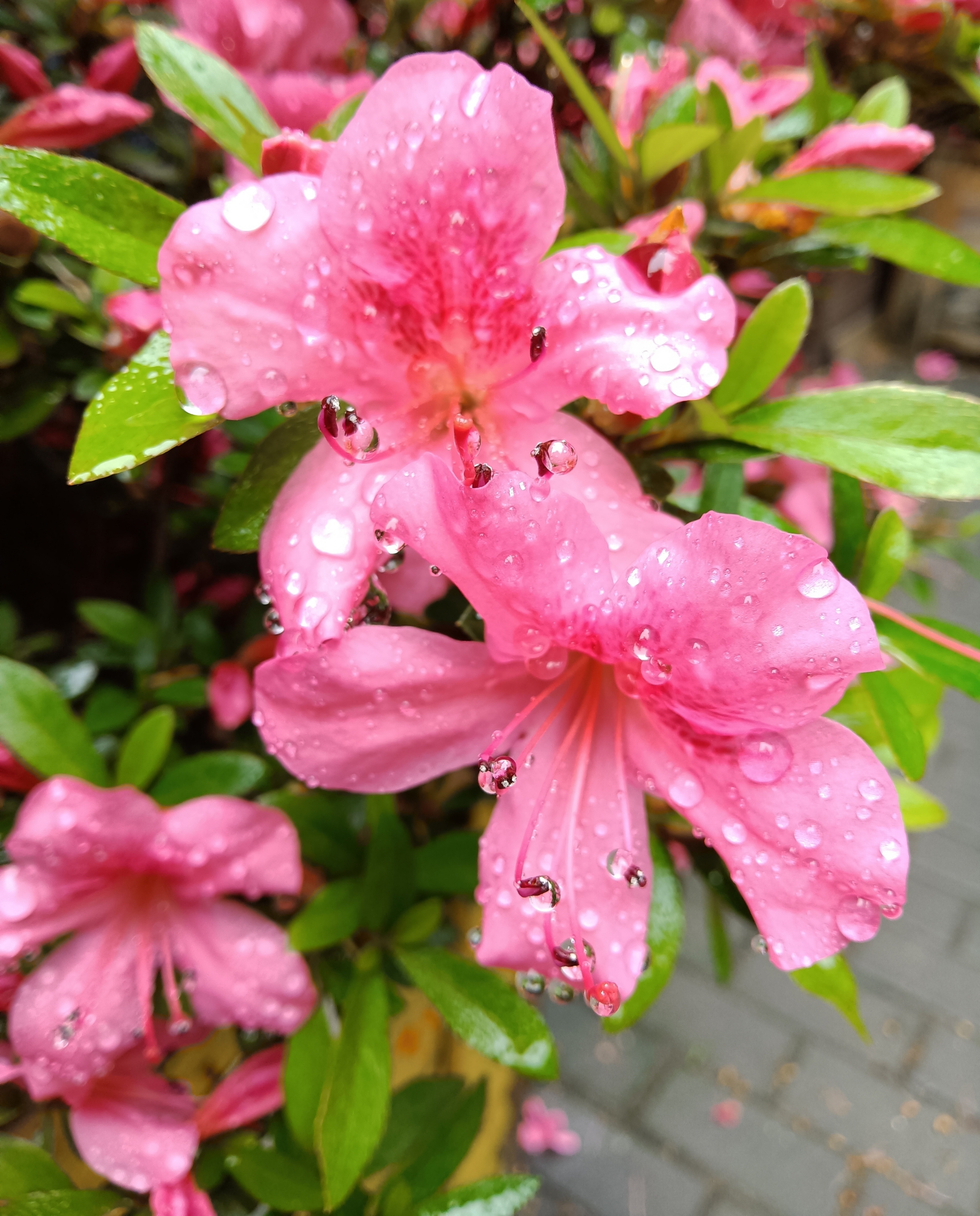 雨中杜鹃花【首发】