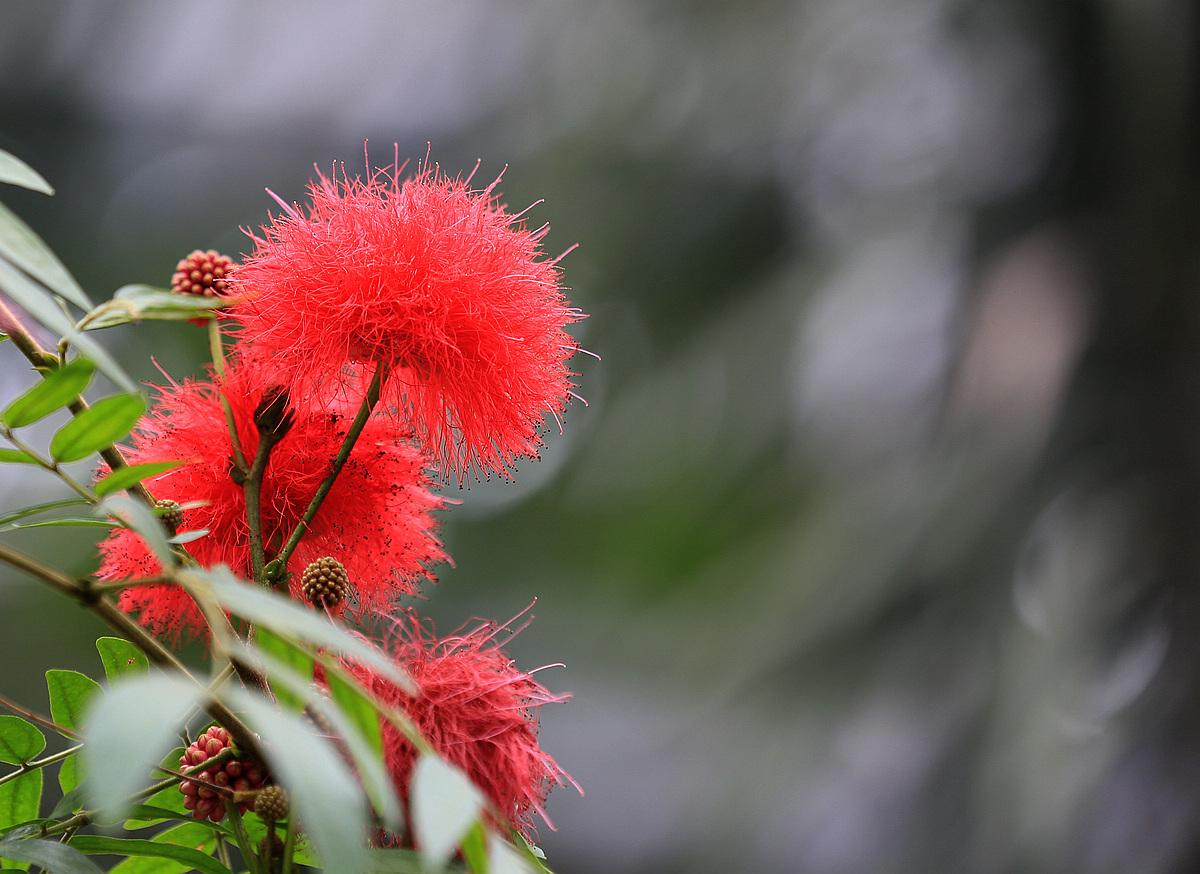 朱缨花:花如丝灵动,叶如羽飘逸