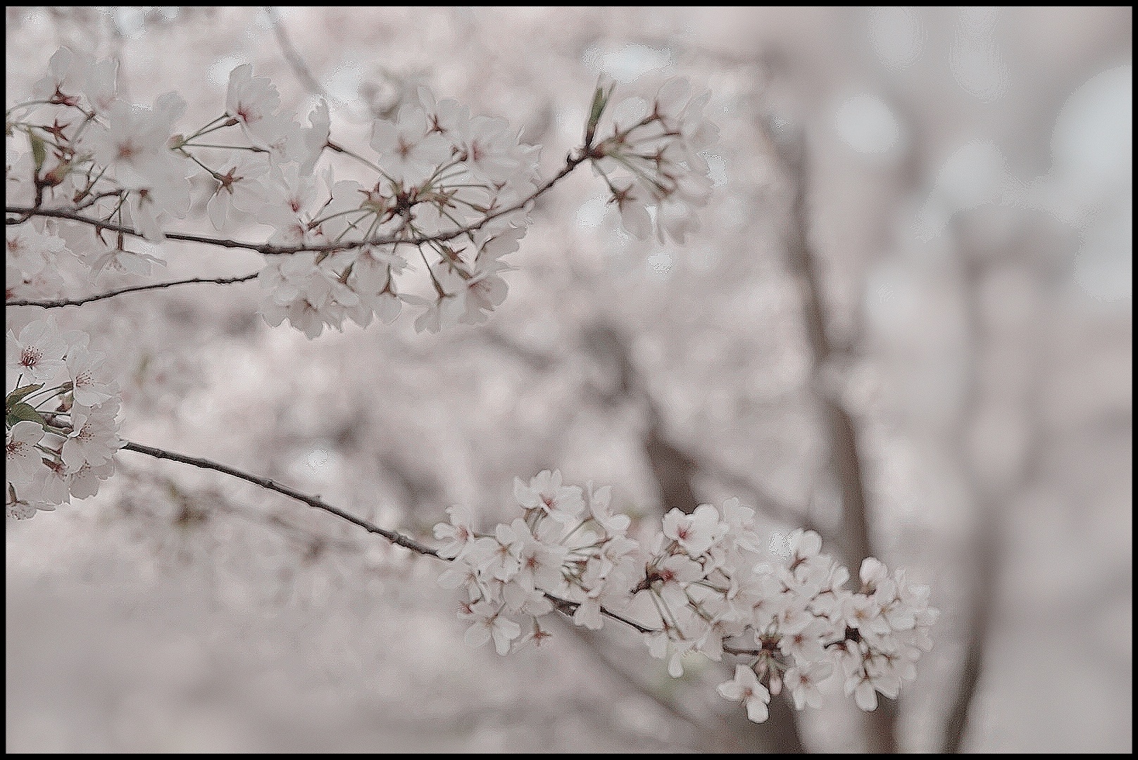 樱花雪