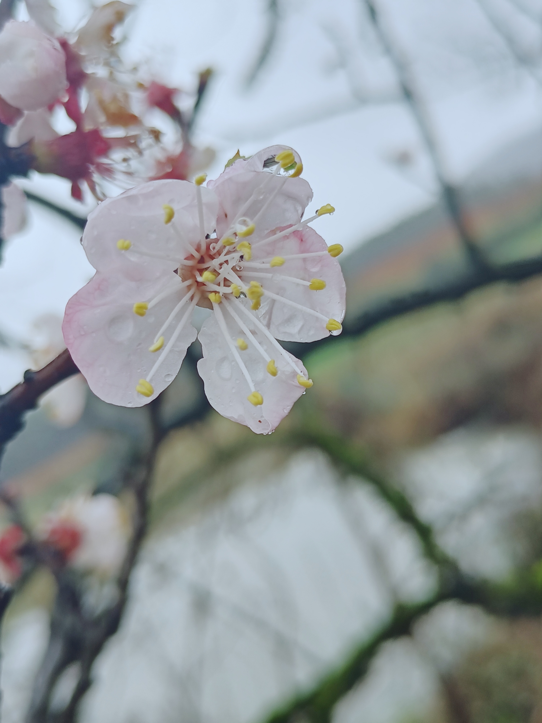 摄影首发雨中杏花