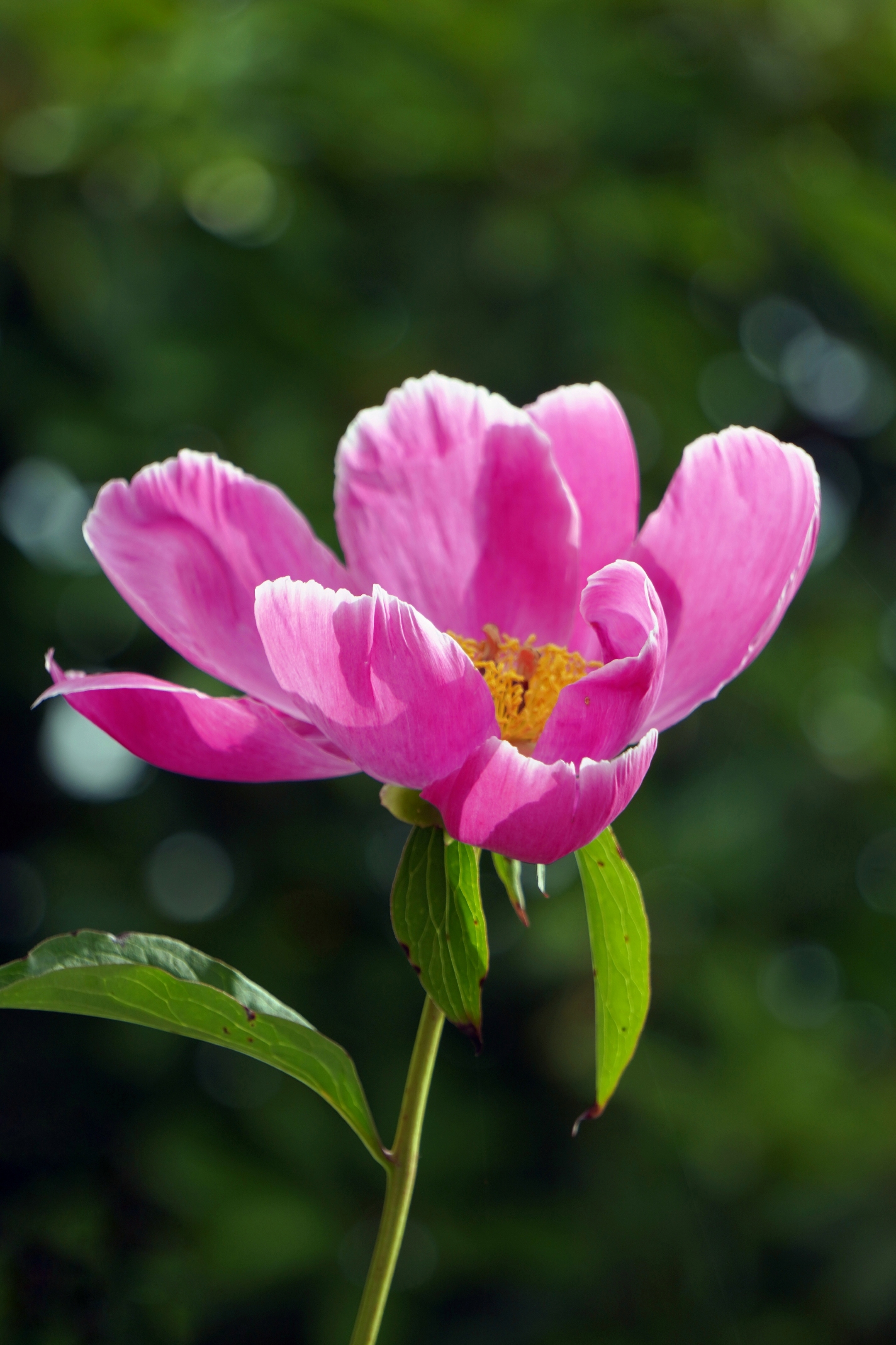 芍药花