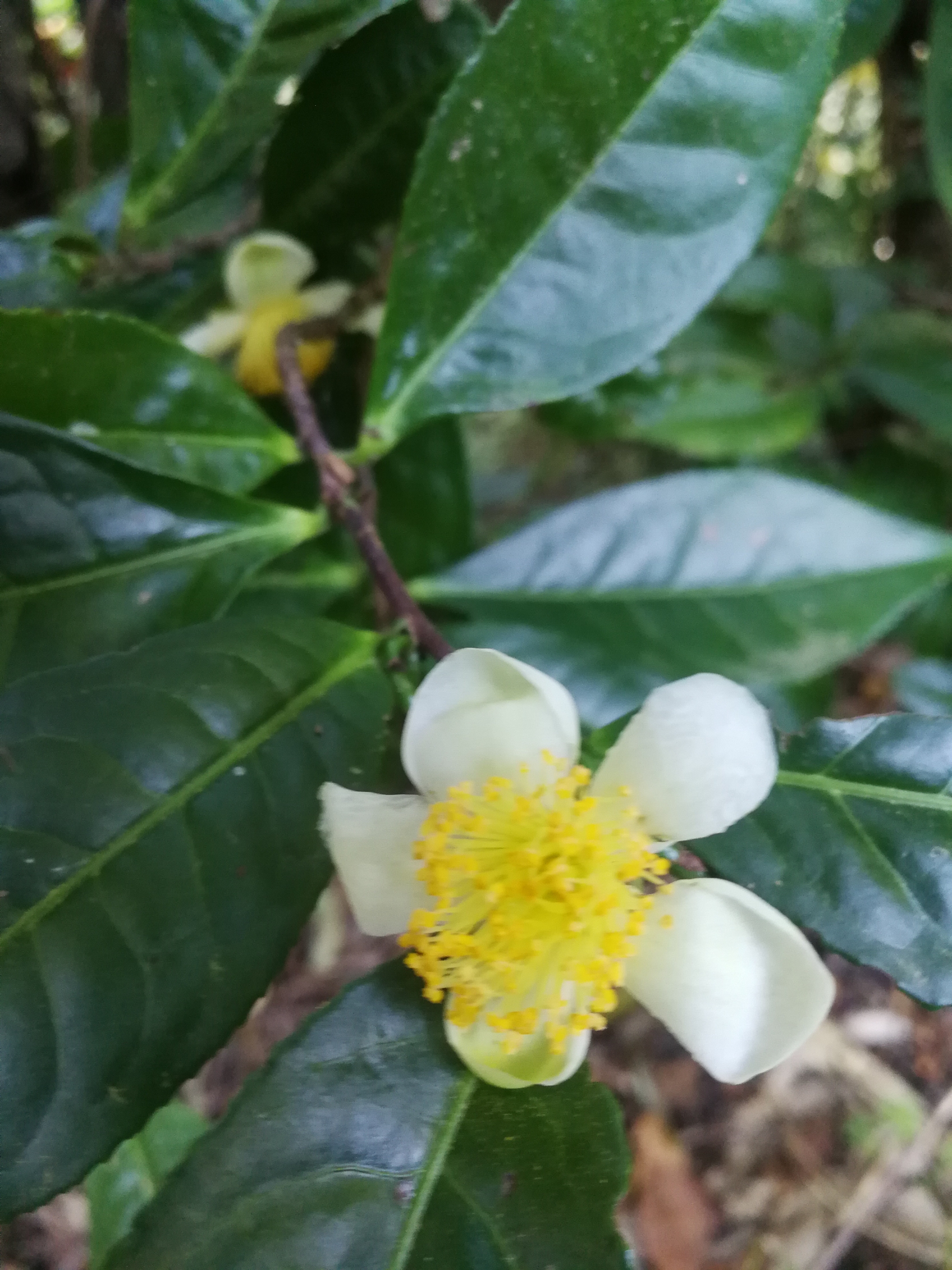 茶树是这样开花的