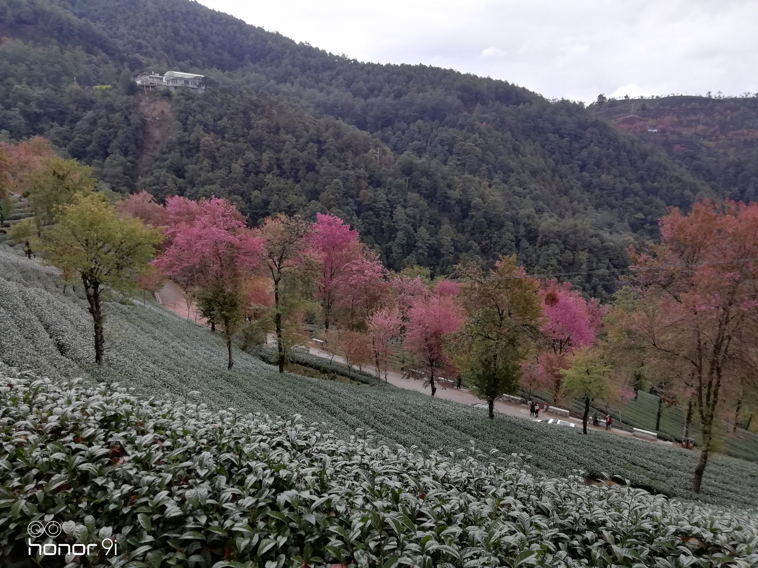 【首发】无量山樱花谷