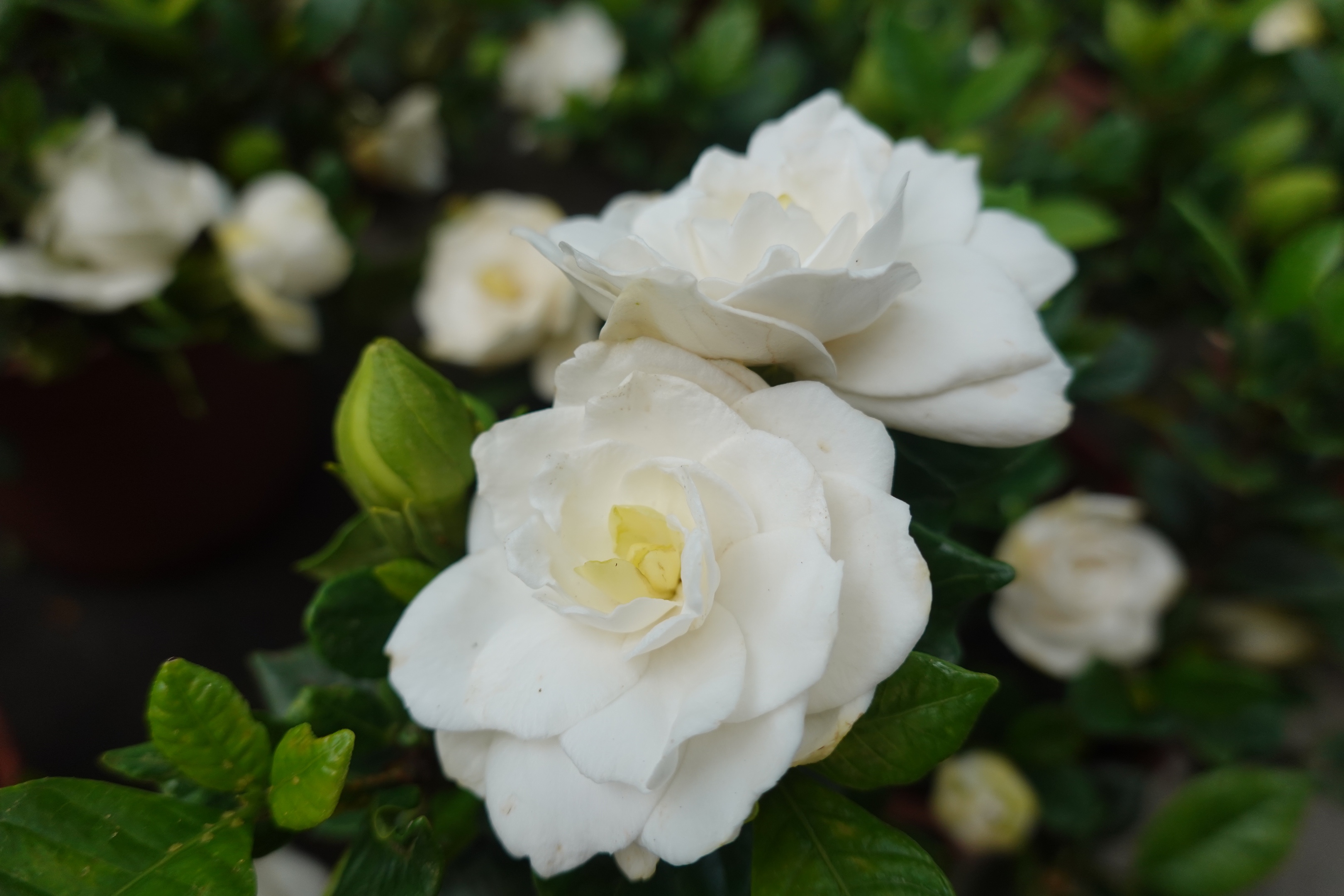 迷人香水花