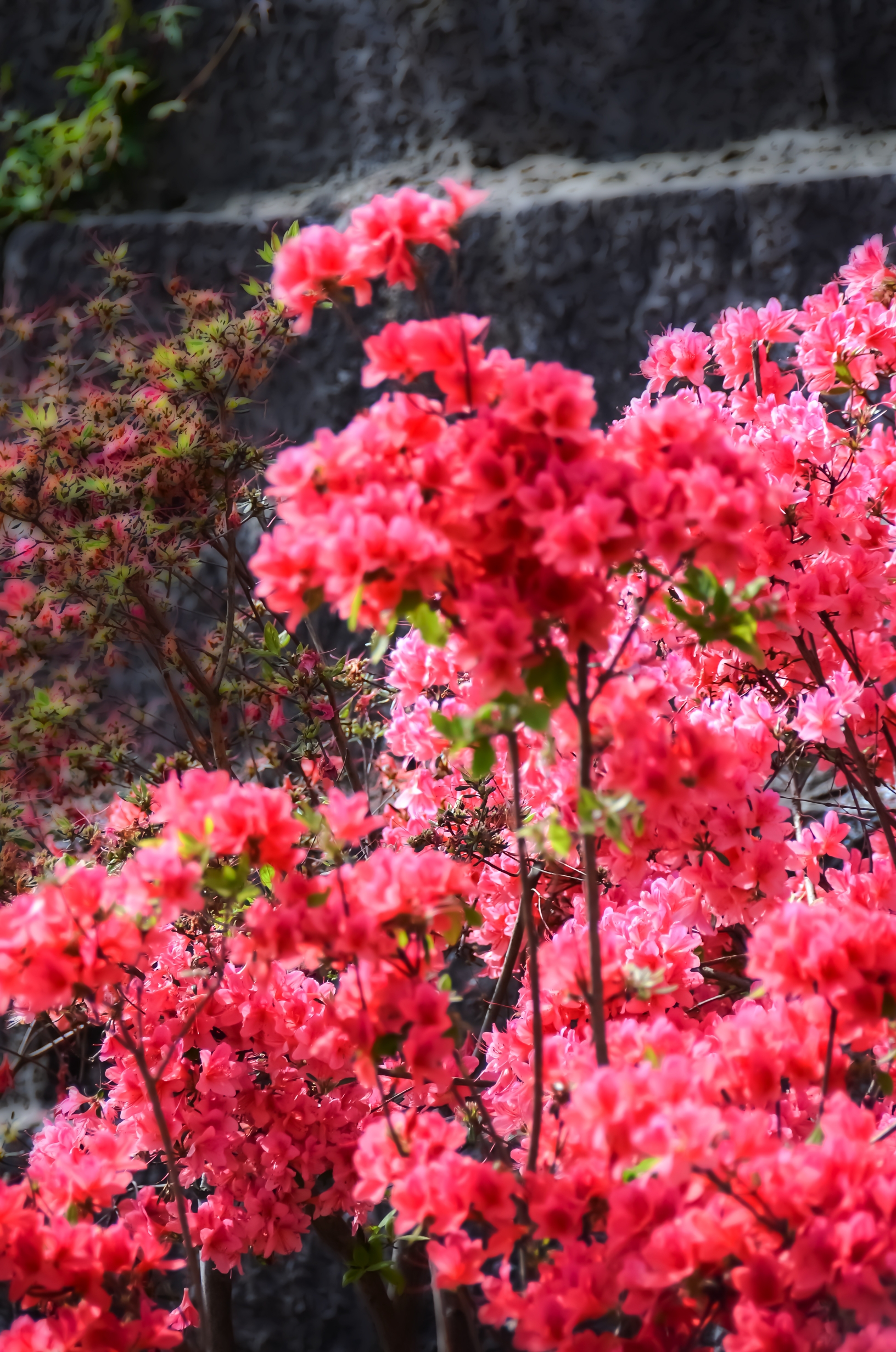 岭上开遍哟映山红首发