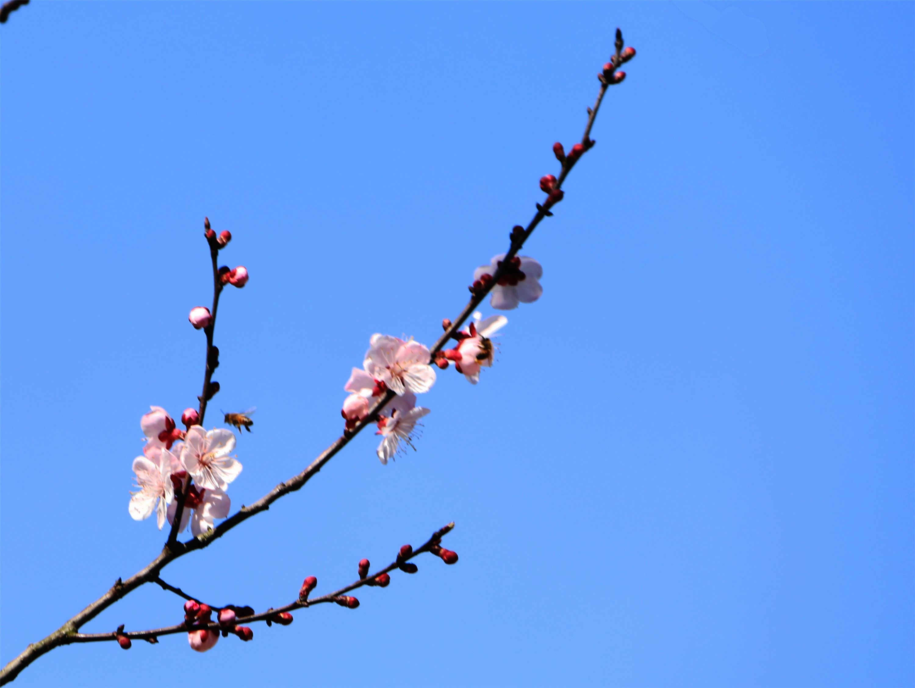 相约春季,梅李花开. 唐·杜甫, 梅蕊腊前破,梅花年后多.