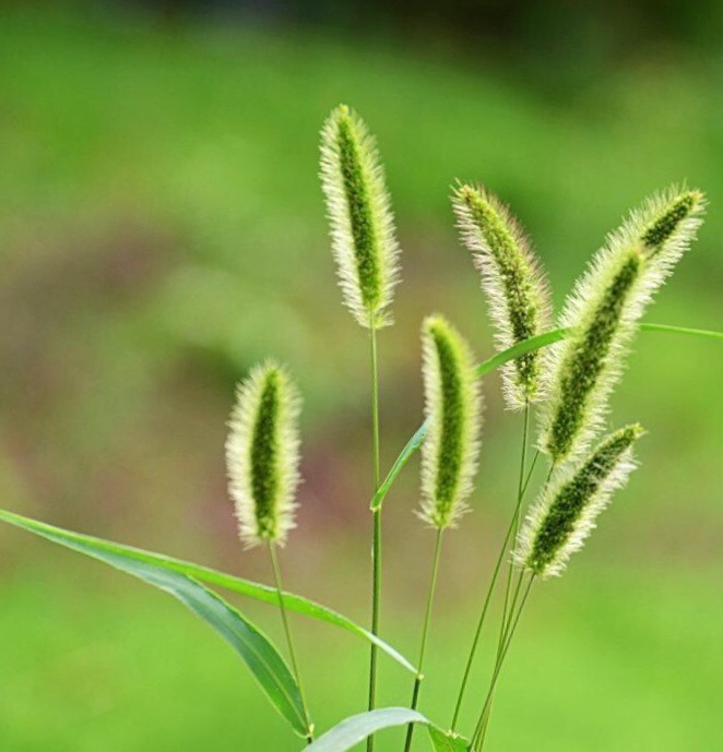 狗尾草