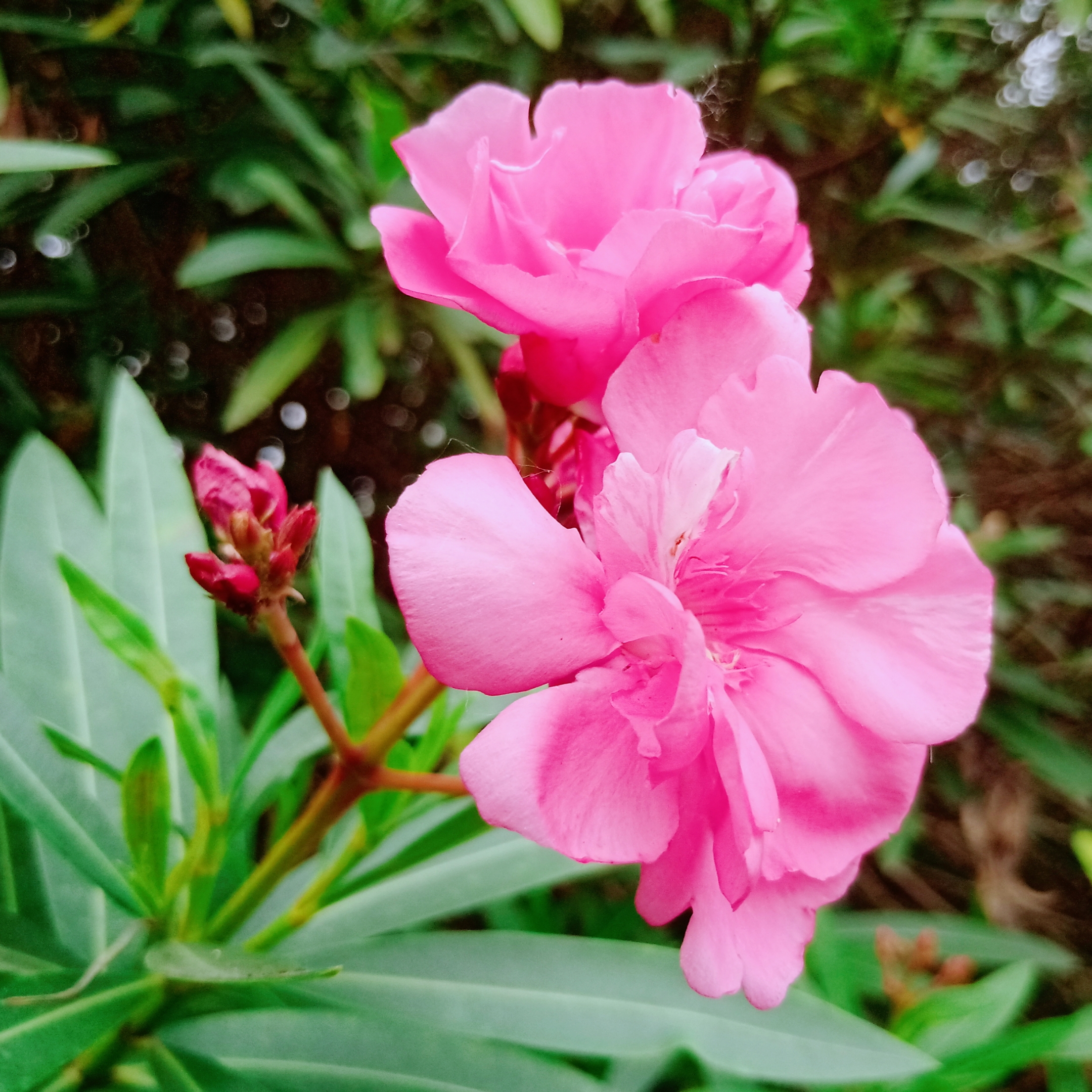 欧洲夹竹桃