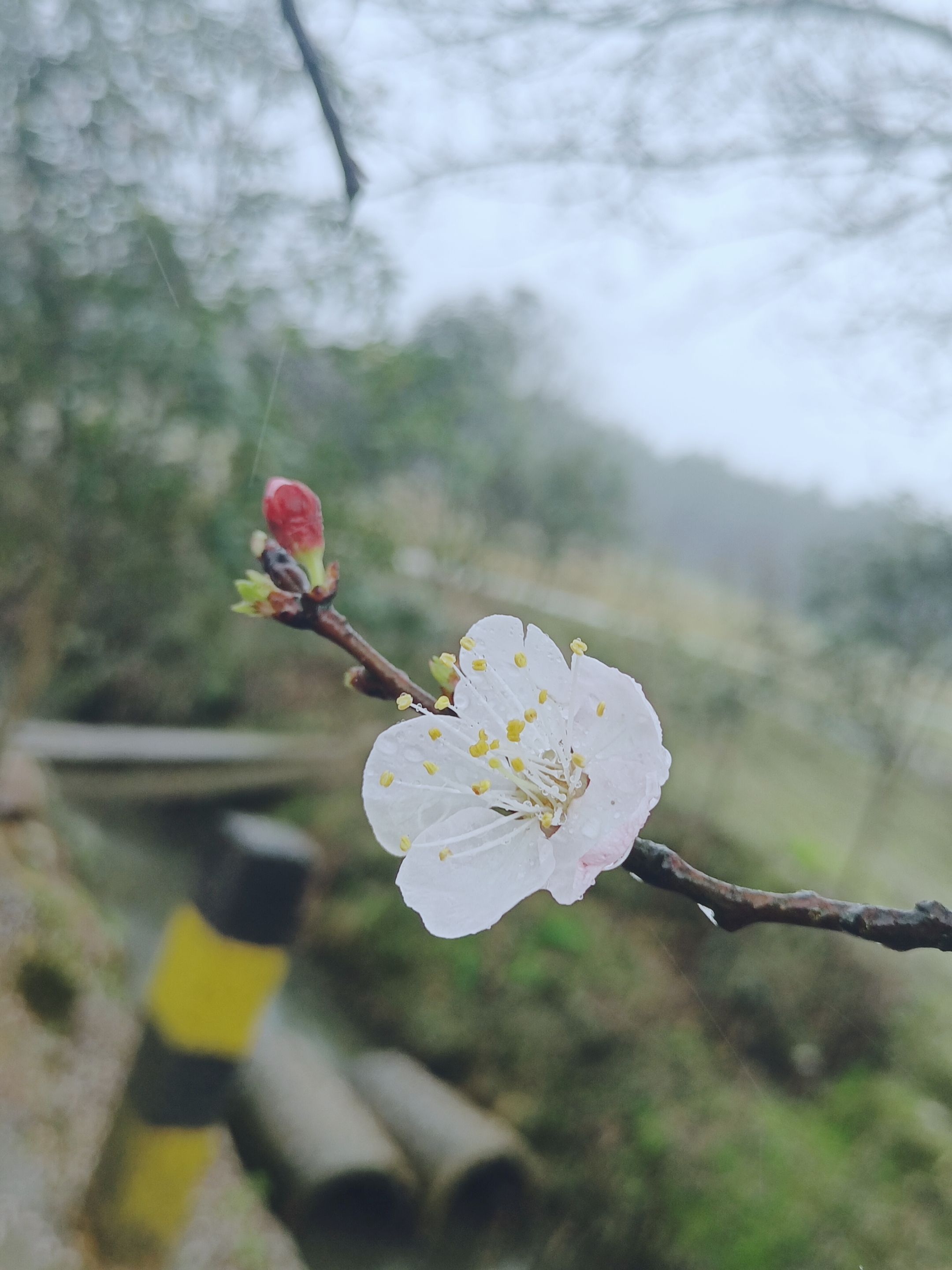 摄影首发雨中杏花