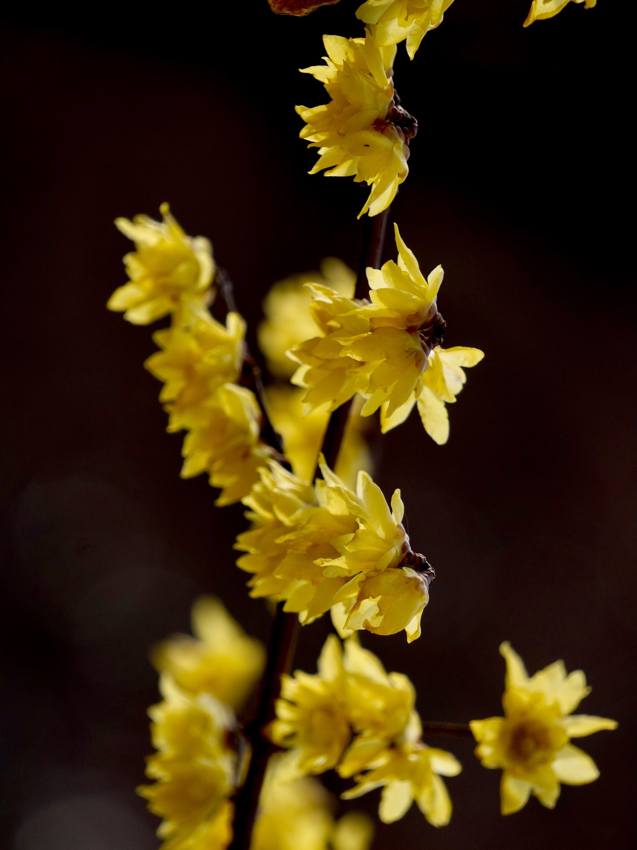 磬口梅:花瓣较圆,色深黄,心紫色,香气浓,因其花心紫色,又称"檀香梅.