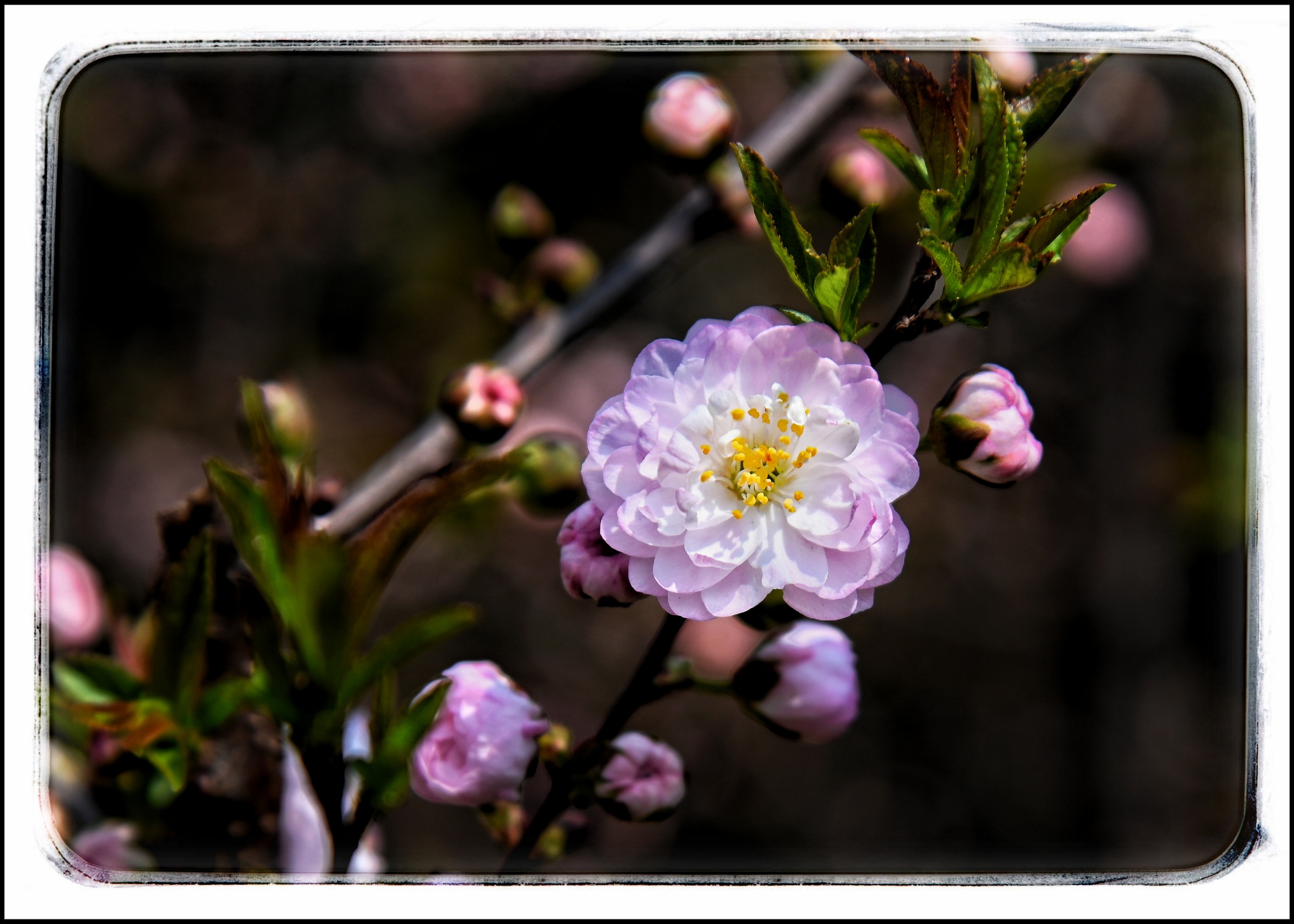 麦李花一首发