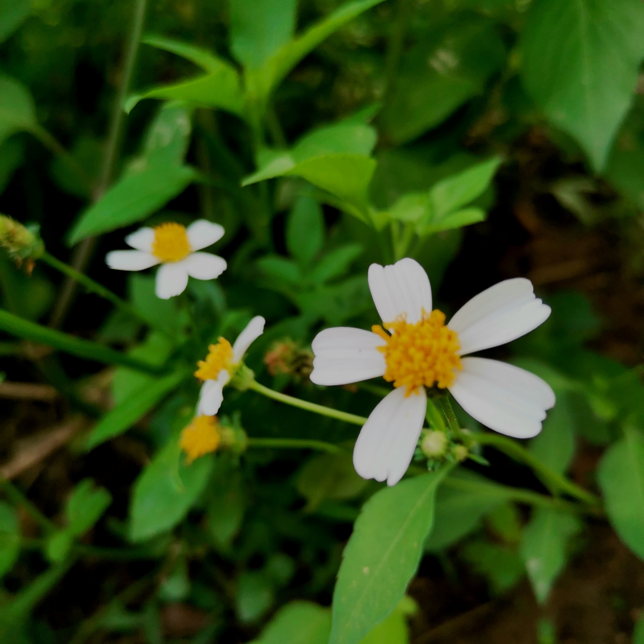 白花鬼针草