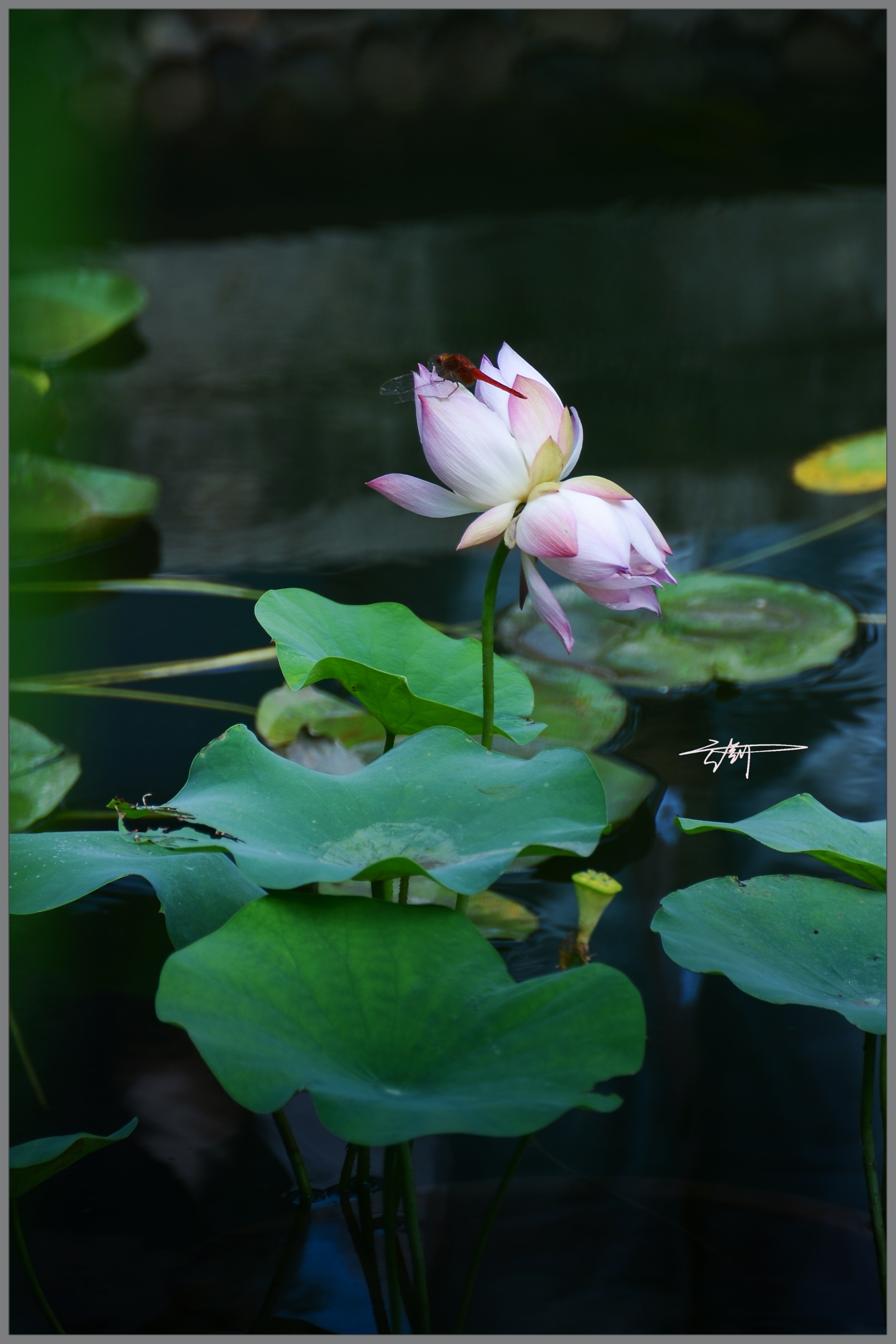 永结同心并蹄莲首发