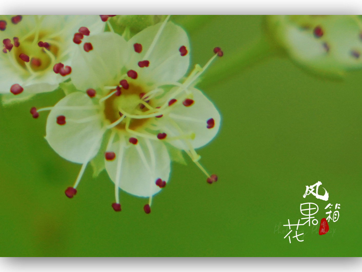 风箱果花[首发]