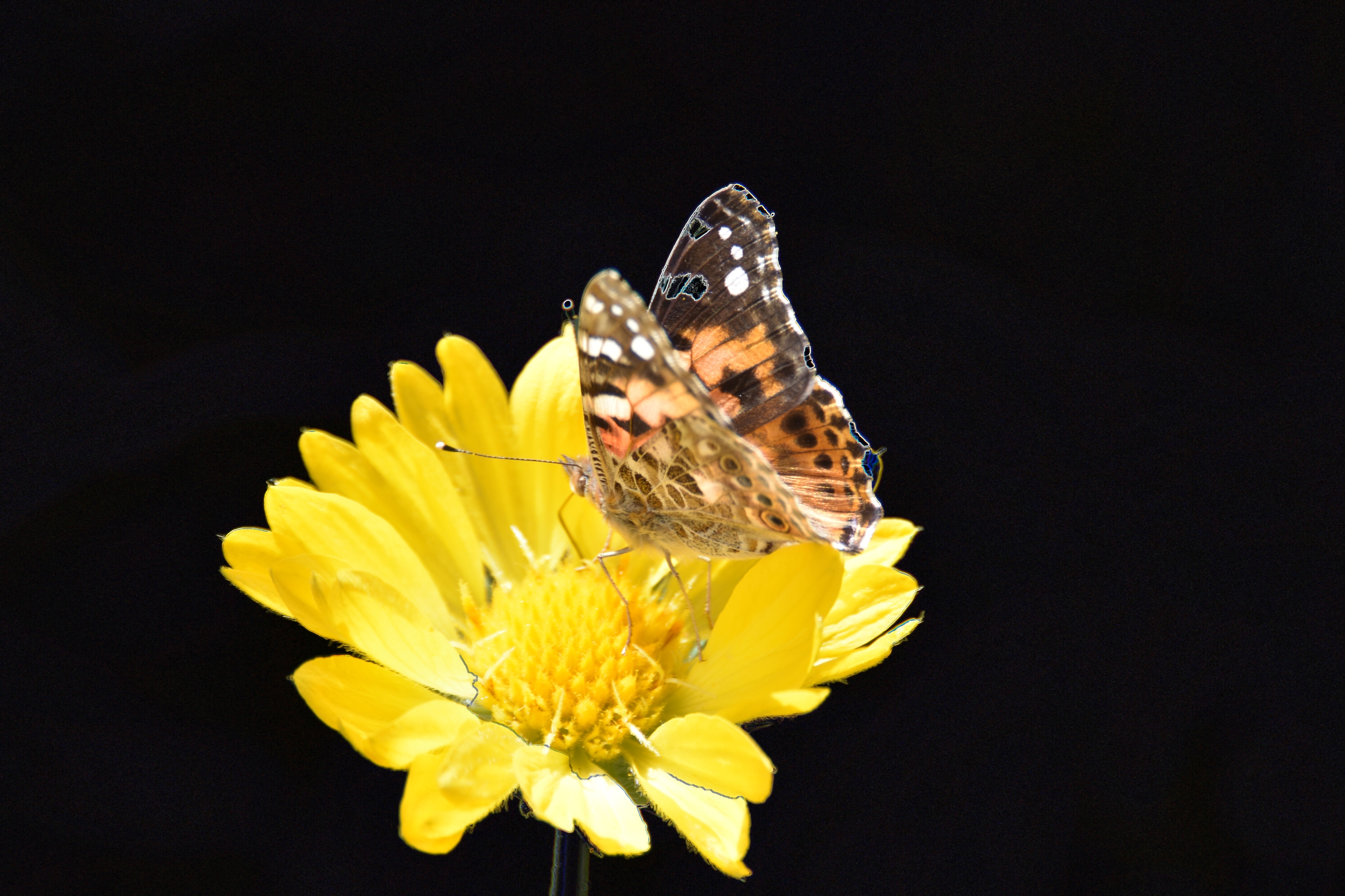 《蝶恋花》摄影:阳春三月
