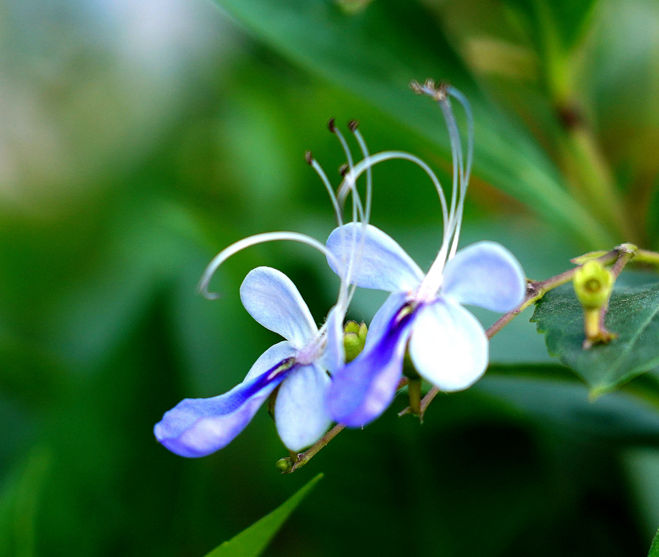 蓝蝴蝶花