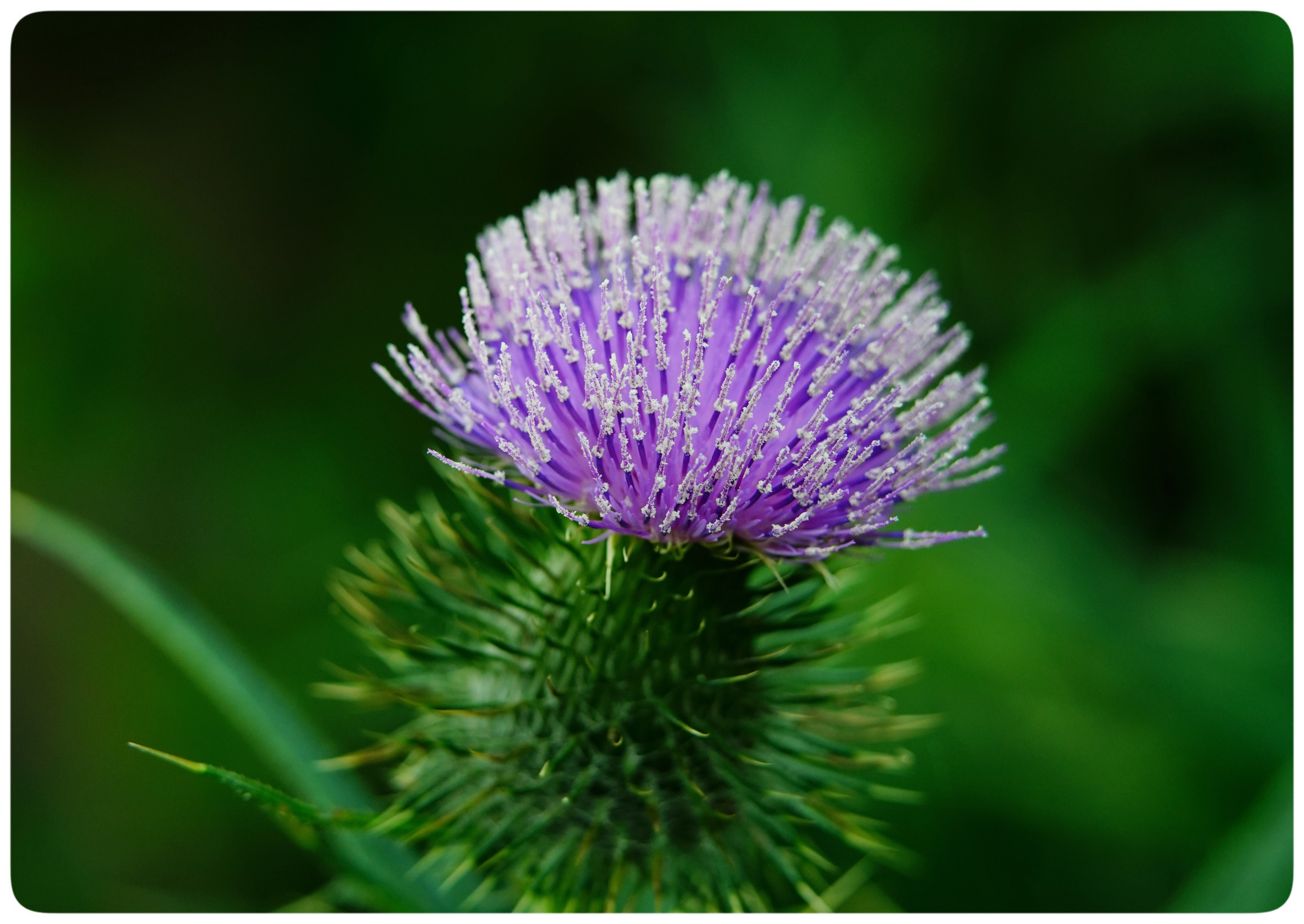 它还是苏格兰的国花. 花语:独立,严格,简朴,权威.