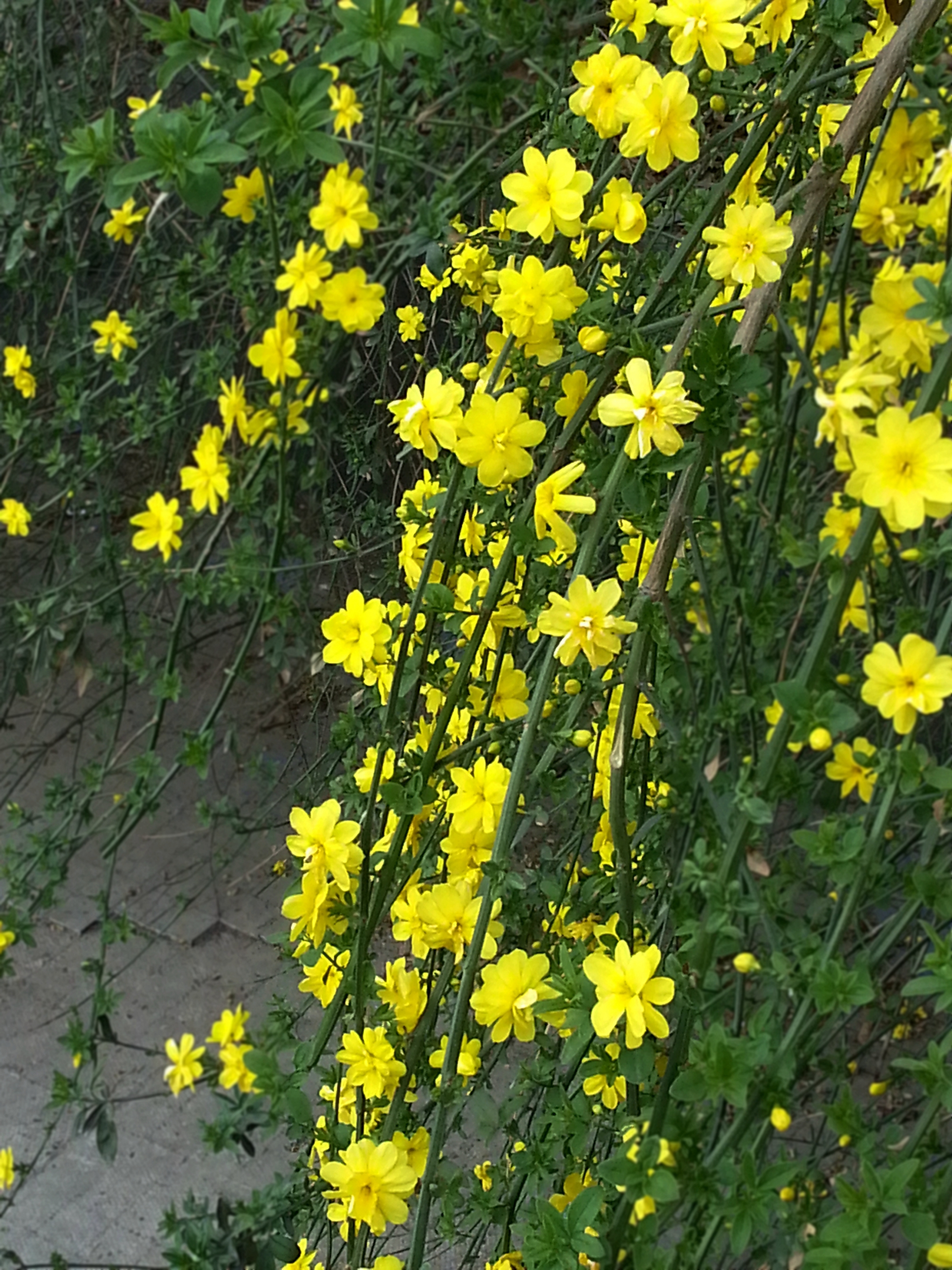 于是人们就常常将这些开黄花,枝条细长弯曲的灌木,统一称为"迎春".