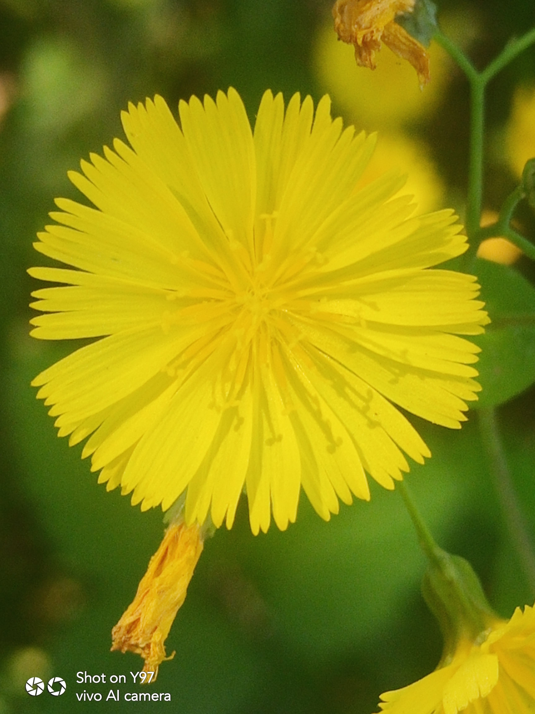 中华苦荬菜小花(首发)