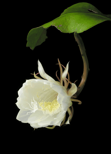【首发】昙花情
