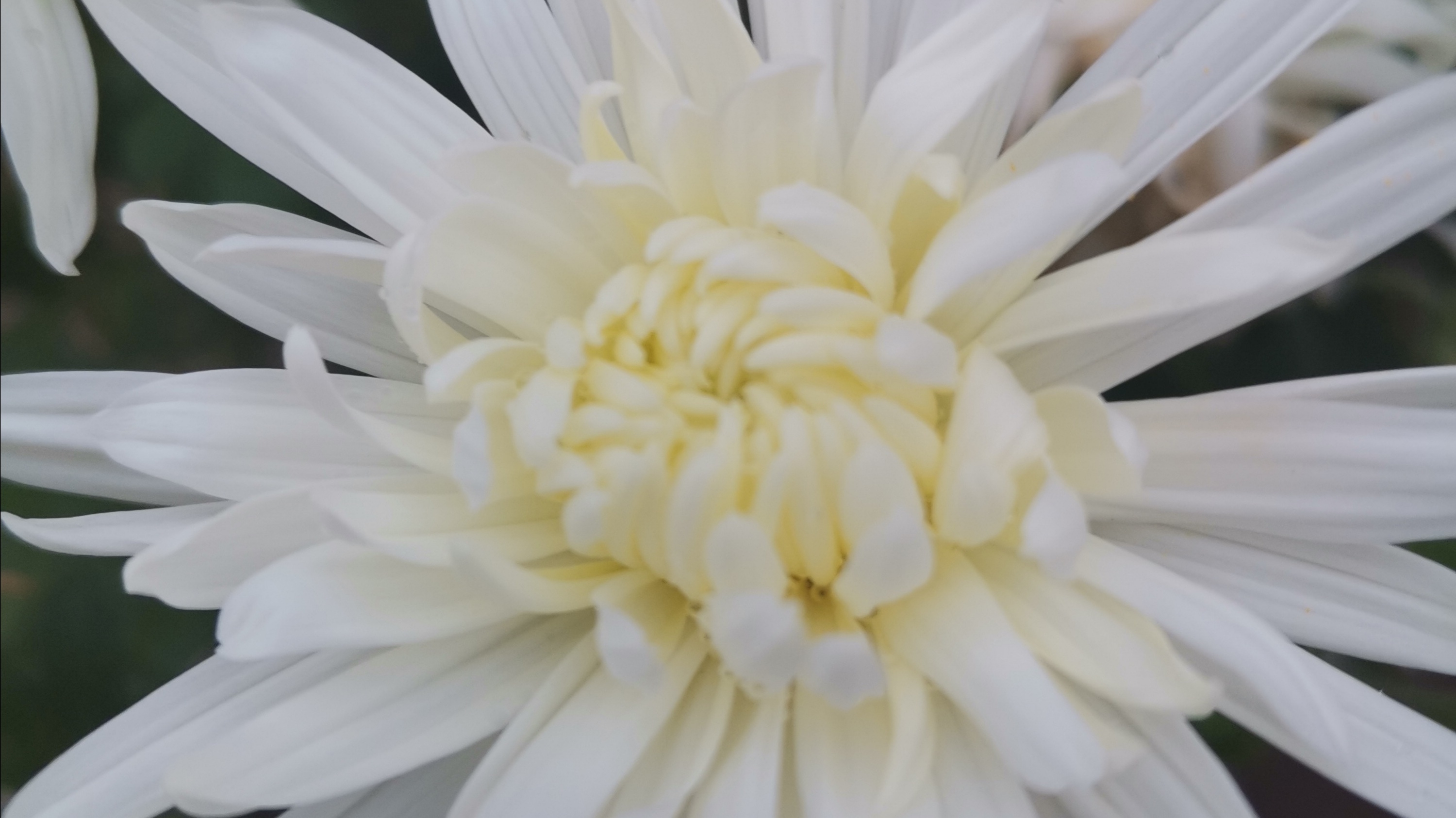 美丽的白菊花