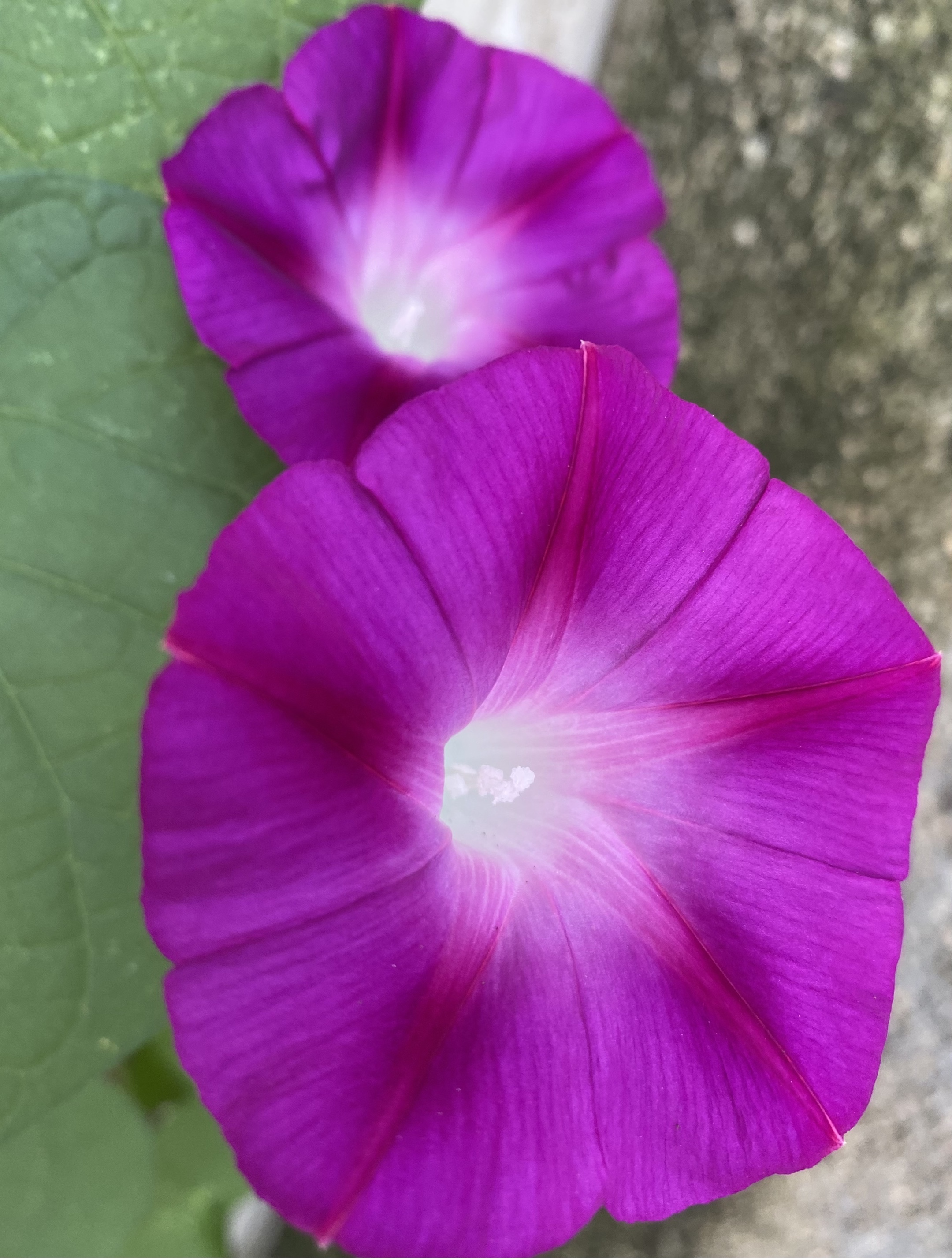 矮牵牛花有很多种颜色,白色花语是存在,紫色花语是断情.