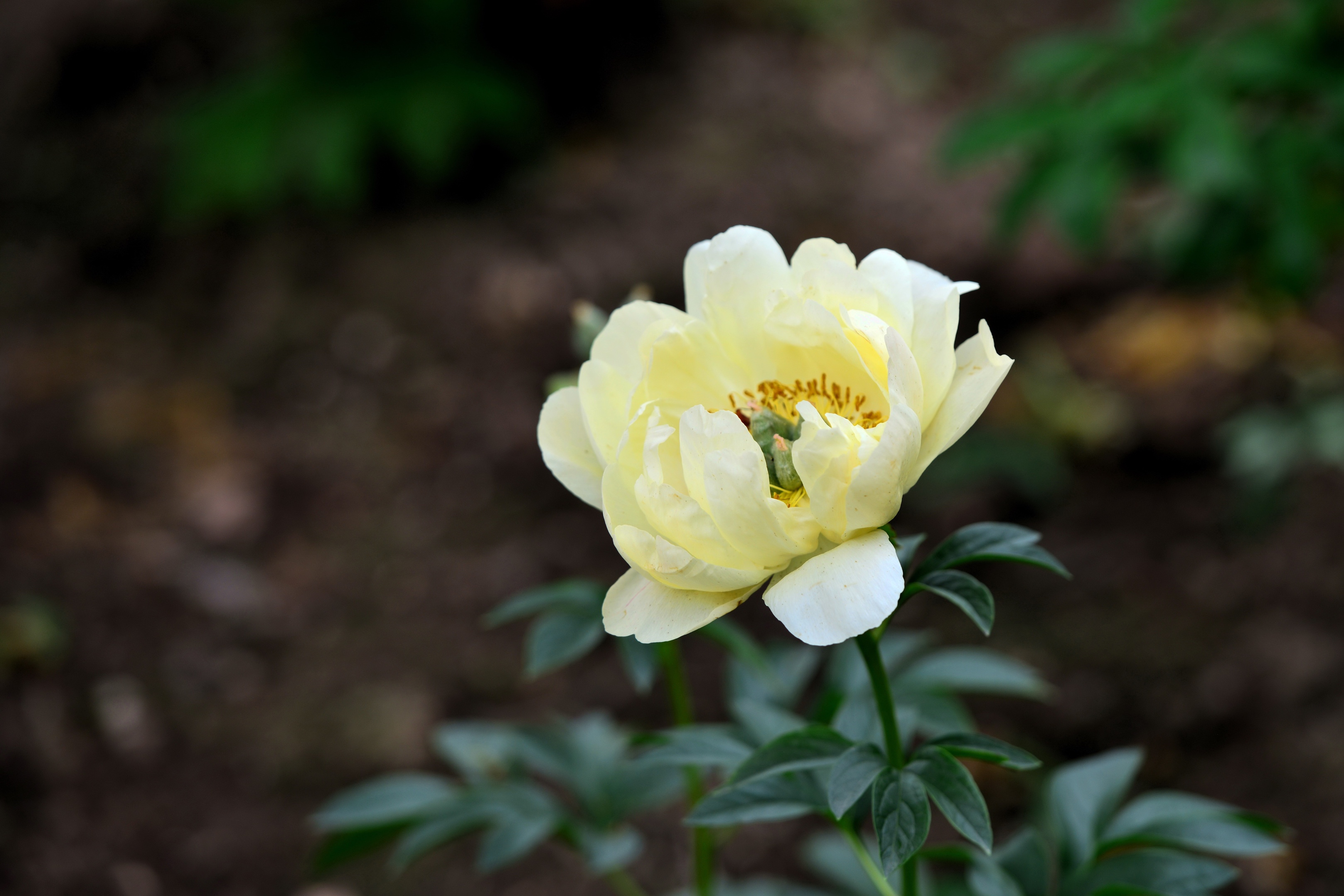 首发芍药