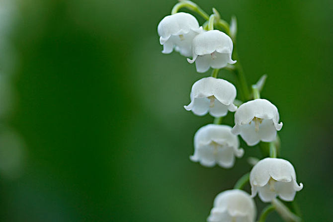 铃兰花