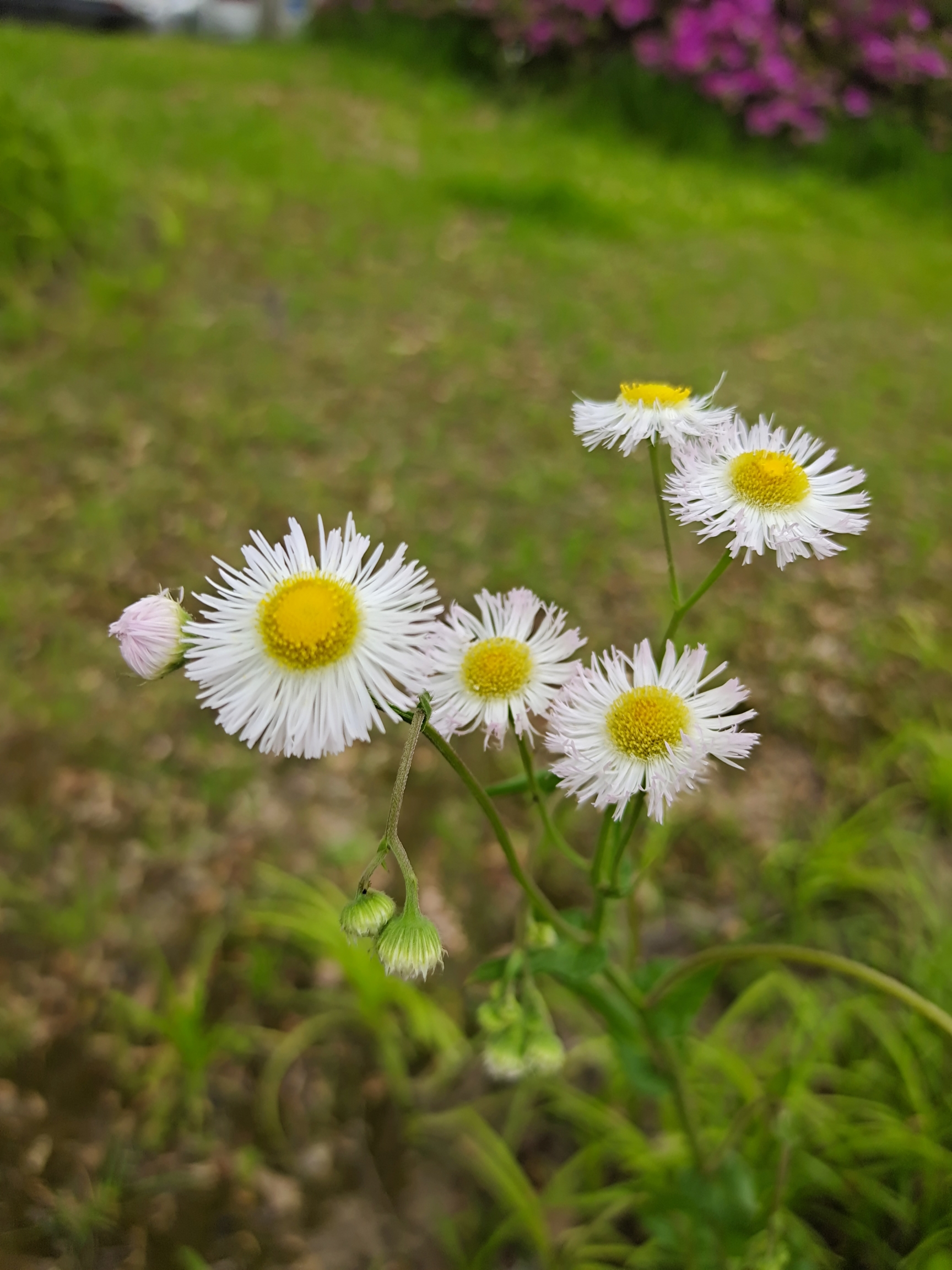 【朗诵】心素如简,人淡如菊