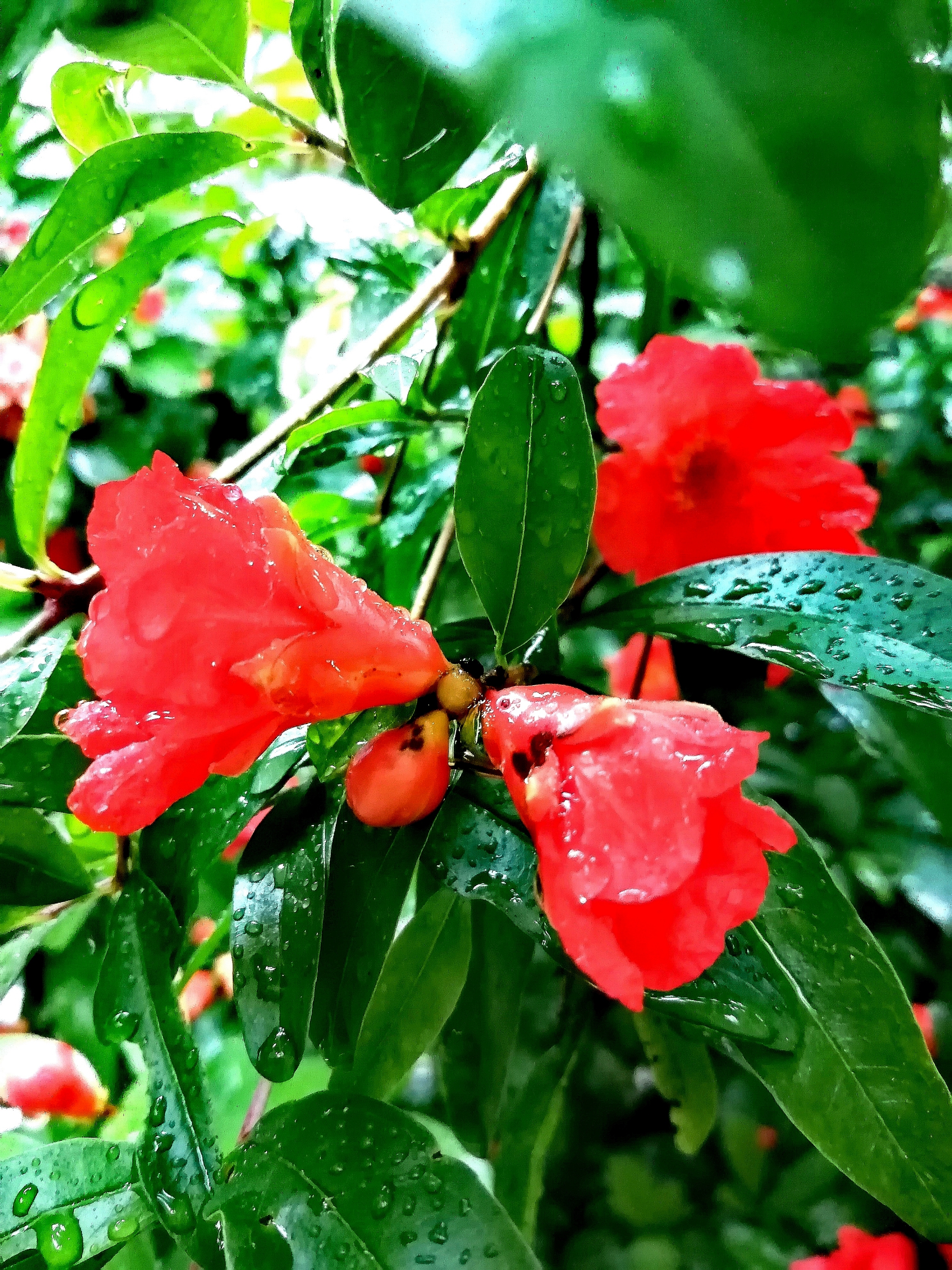 一场小雨过后,后院的石榴花竞相开放,花朵上挂满了晶莹的水珠,更显