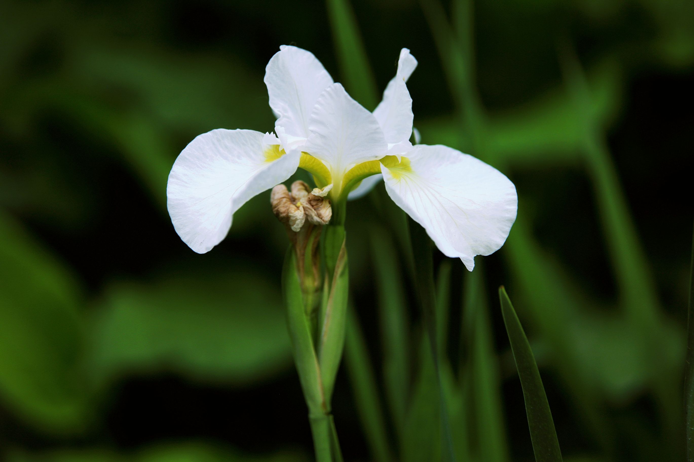 【首发】白色花菖蒲