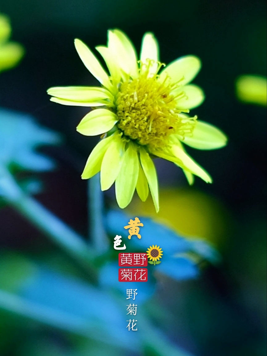 野菊花