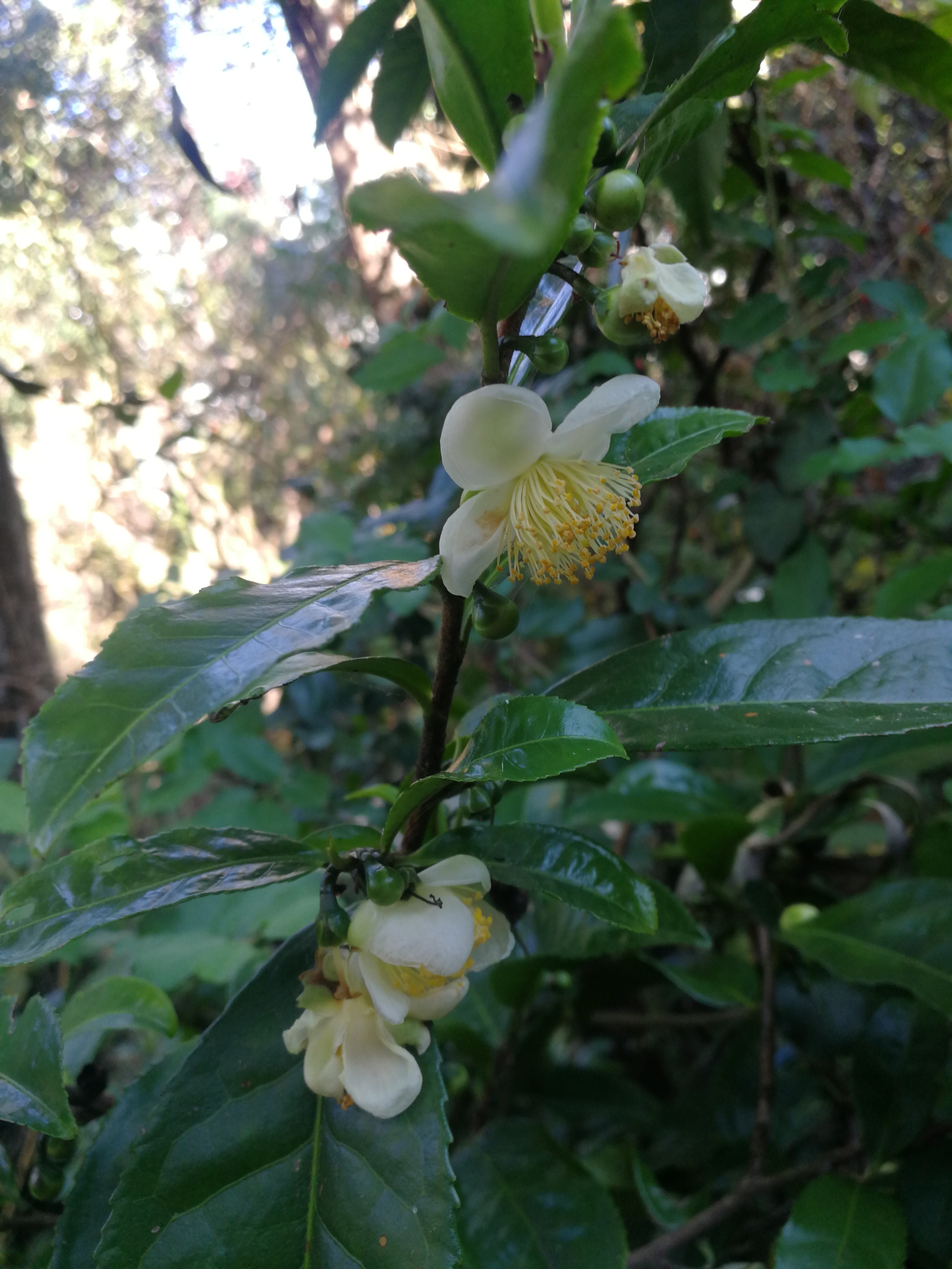 茶树是这样开花的