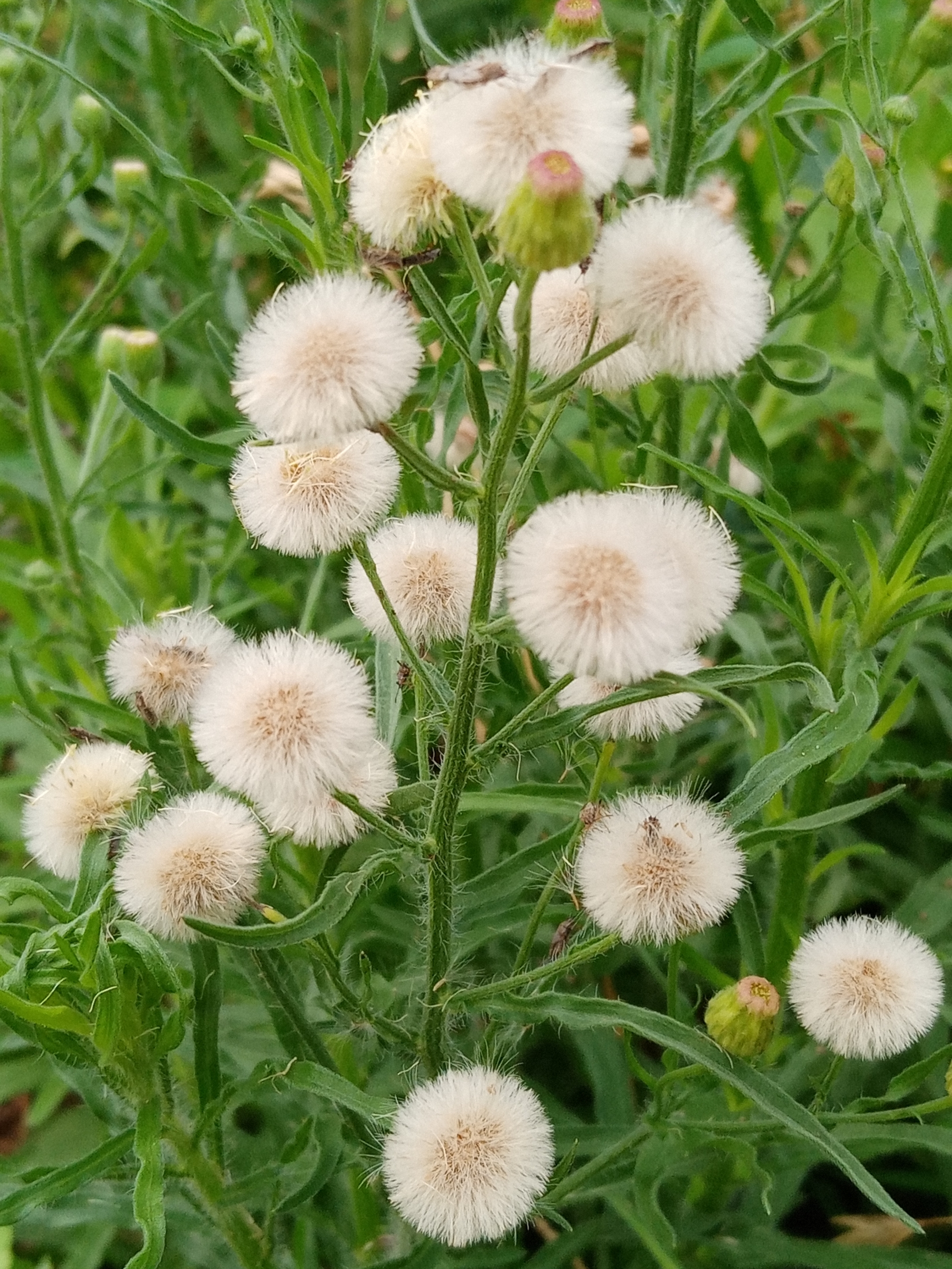 香丝草