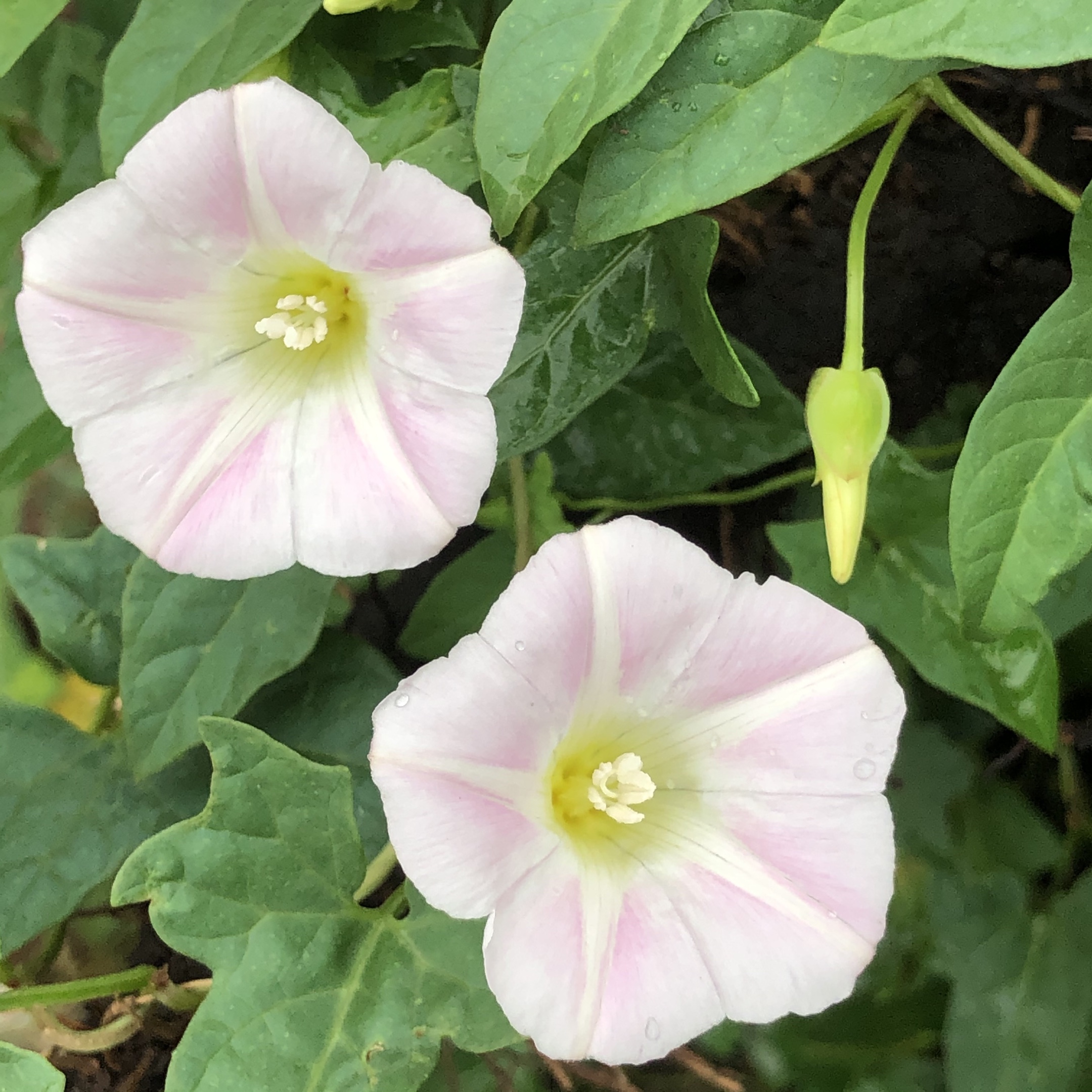 《爱在天地间》 打碗花,别名:兔耳草,富苗秧,兔儿苗,扶七…… 功效