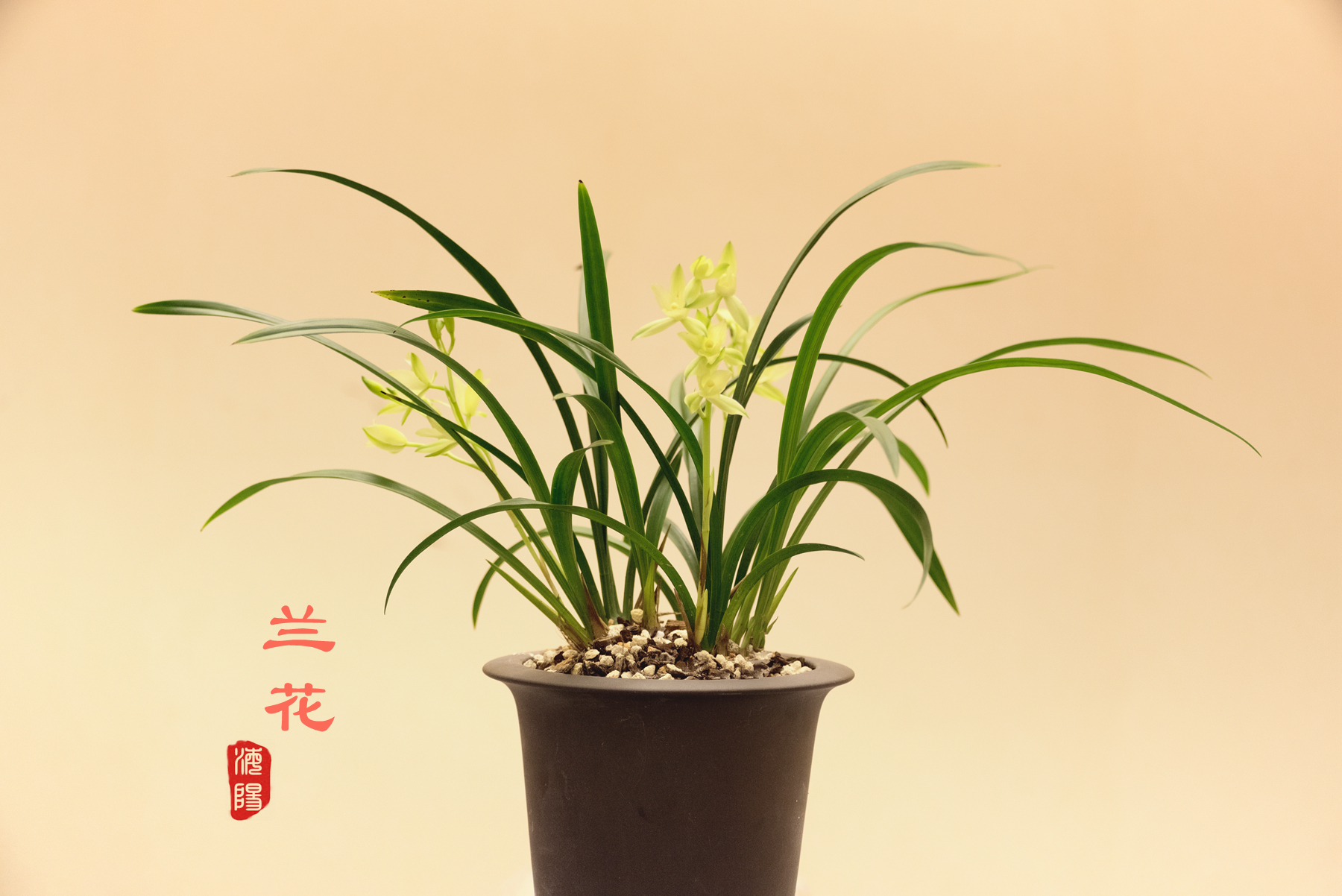 兰花古诗词欣赏(首发)