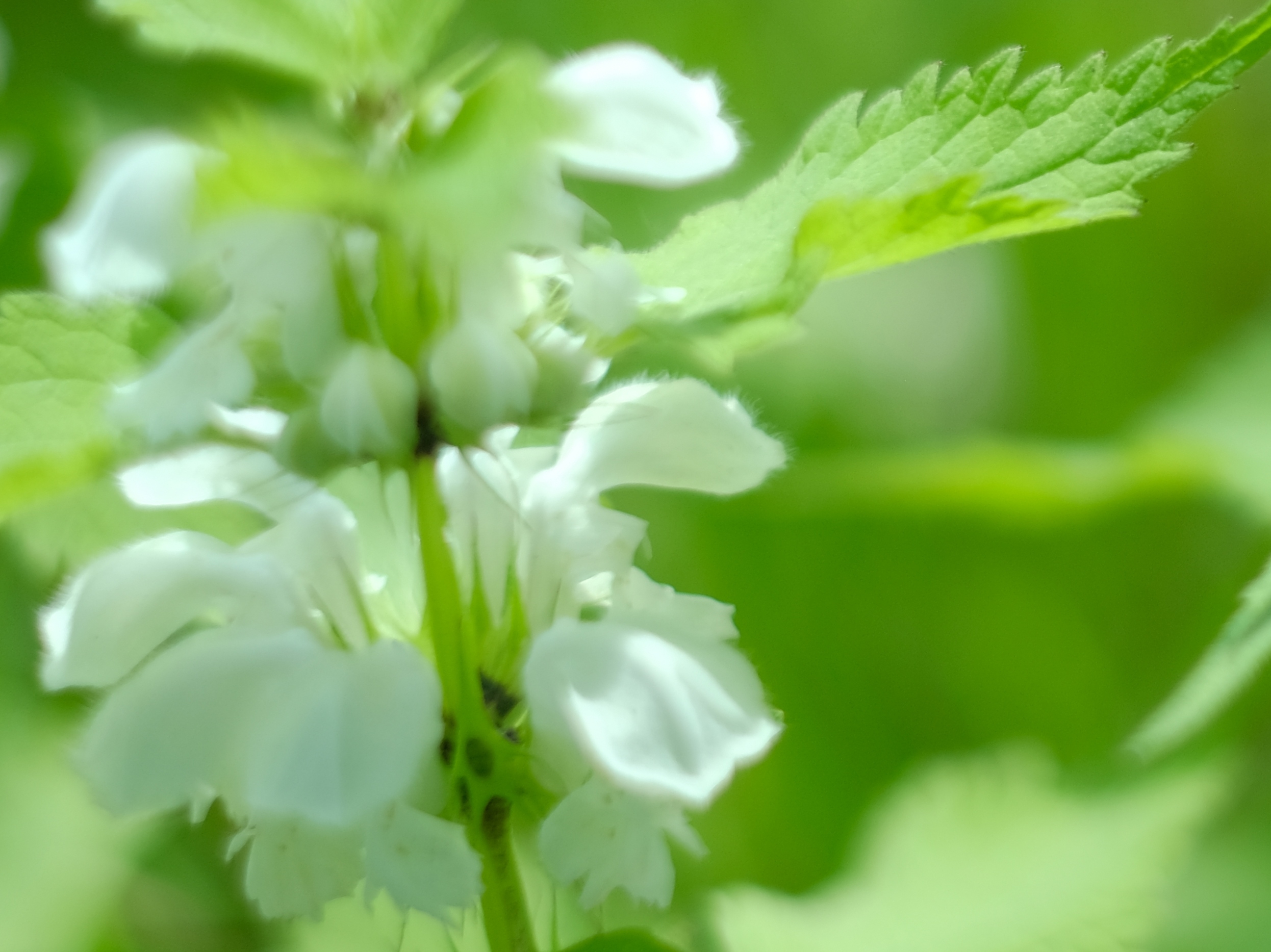 原生态野芝麻花