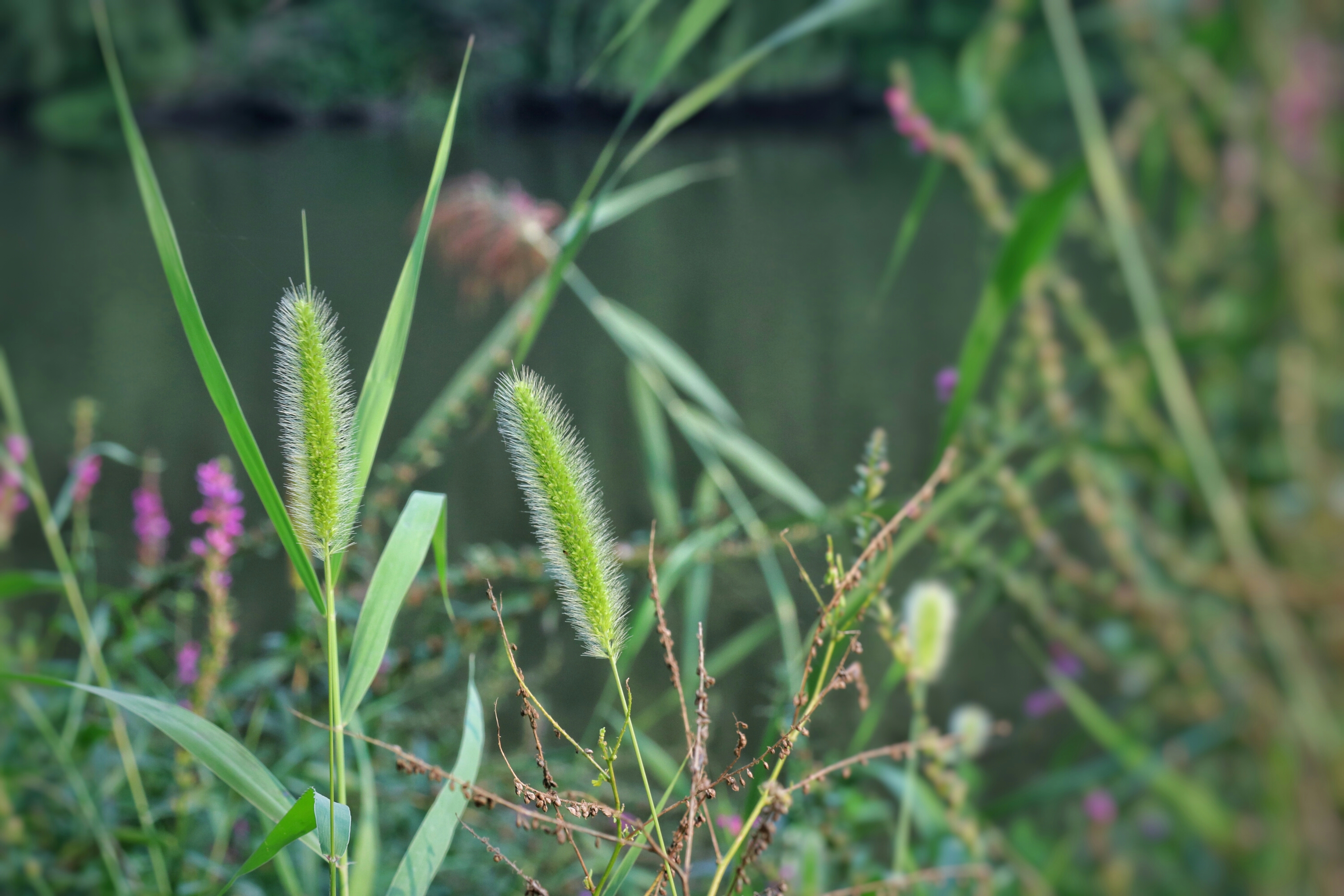 狗尾巴草