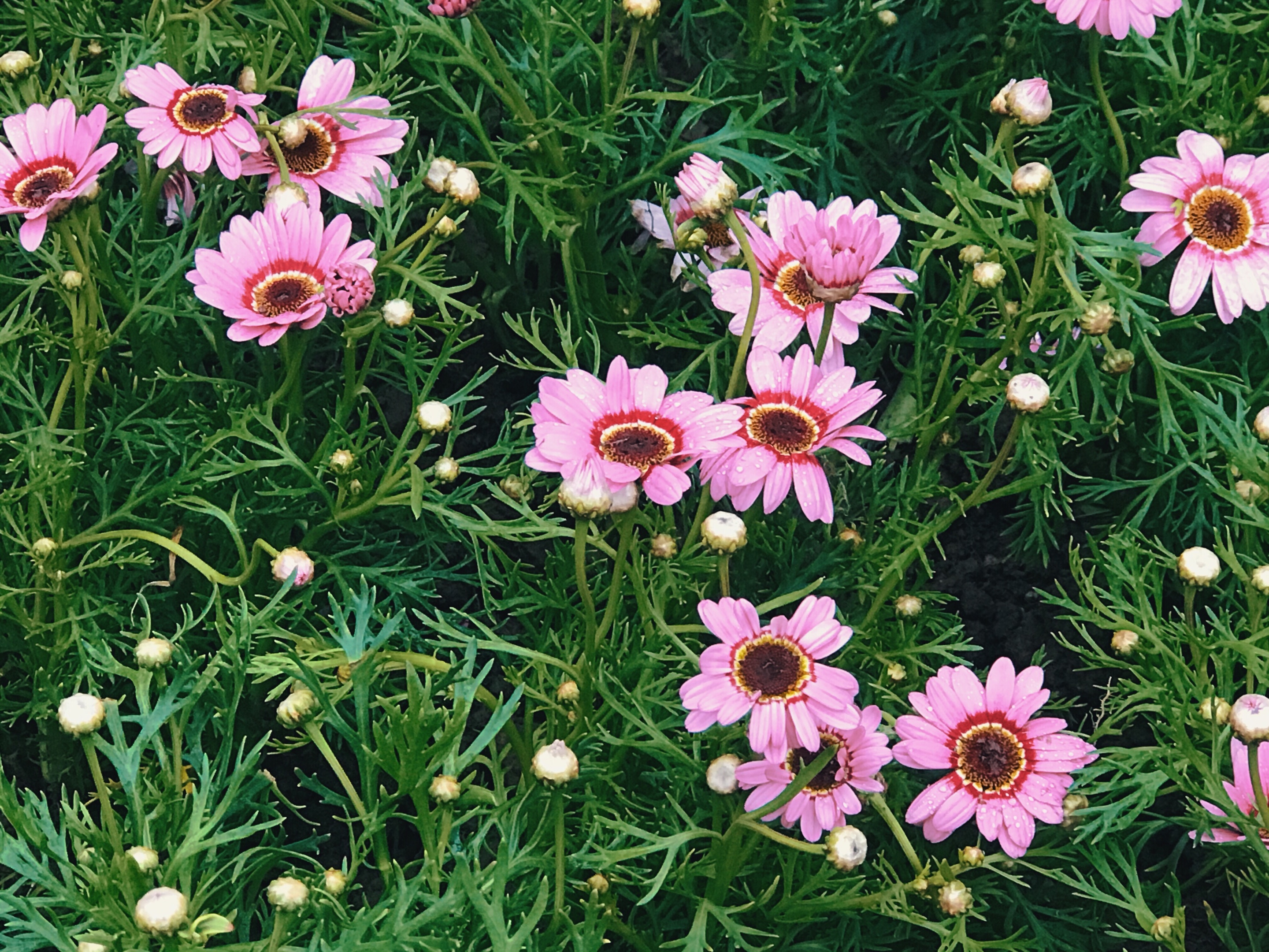 白居易《问刘十九》 木茼蒿的花语是骄傲,喜悦和满意.
