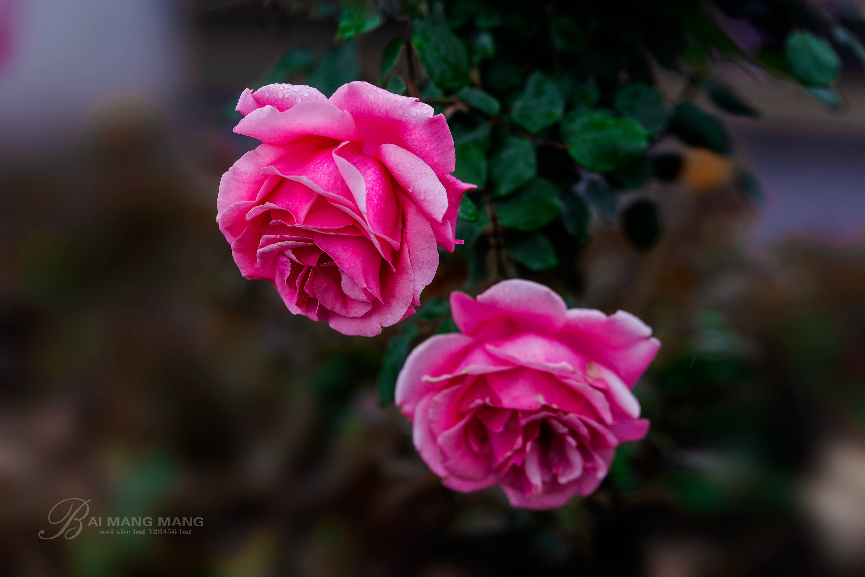 最美月季花