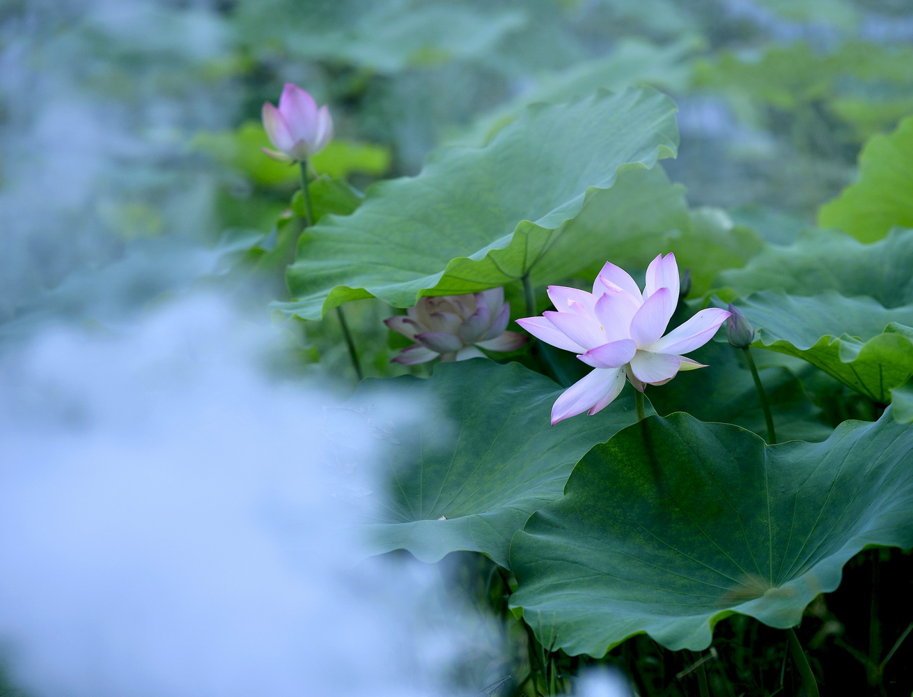 轱辘体  七律初夏随笔