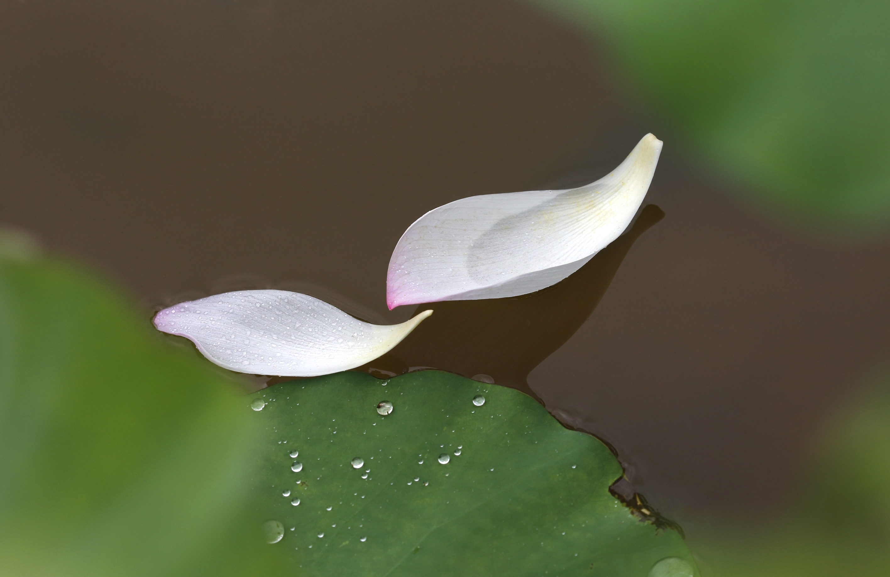 [首发]水中荷花瓣