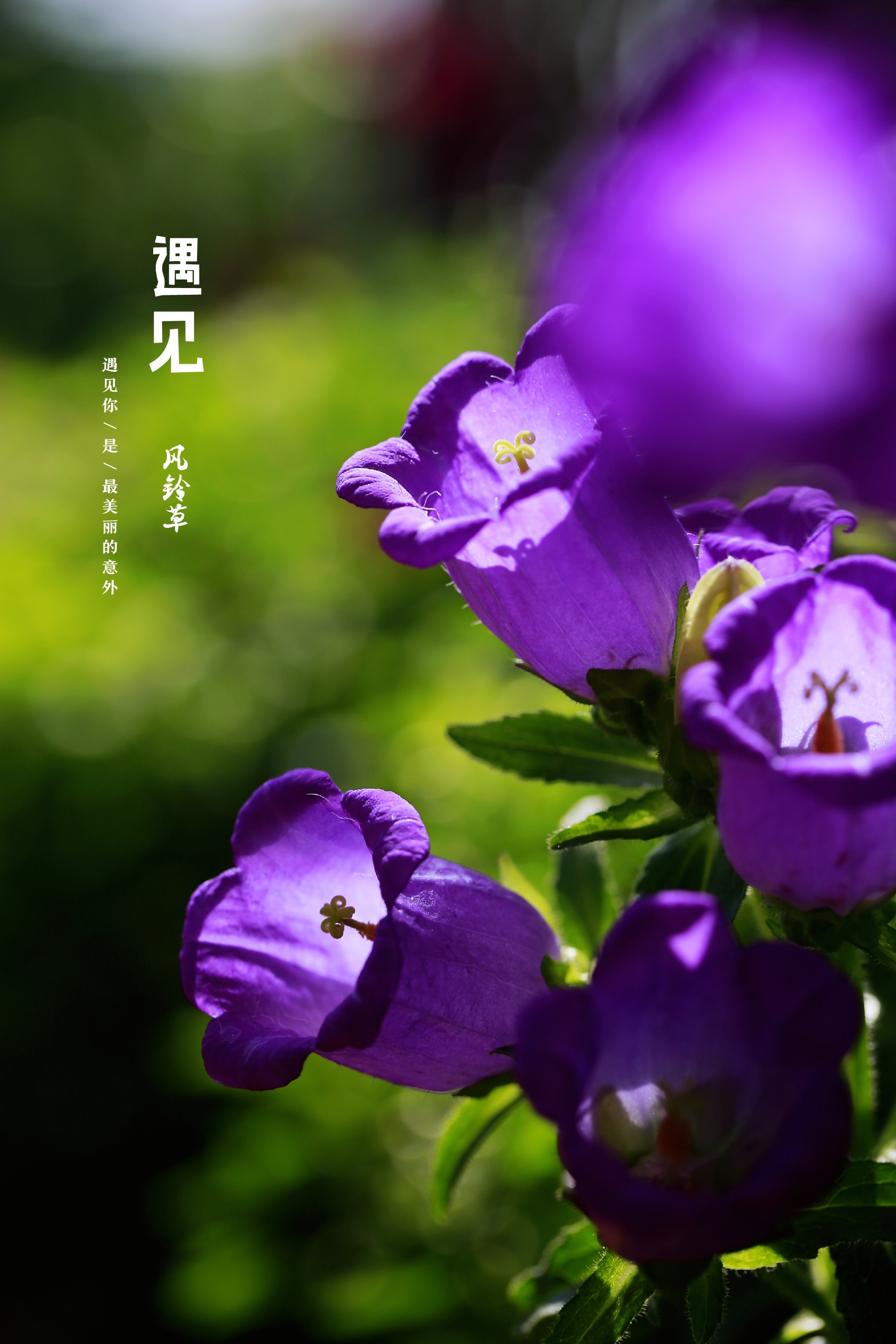 【首发】阳台草花之紫色风铃草