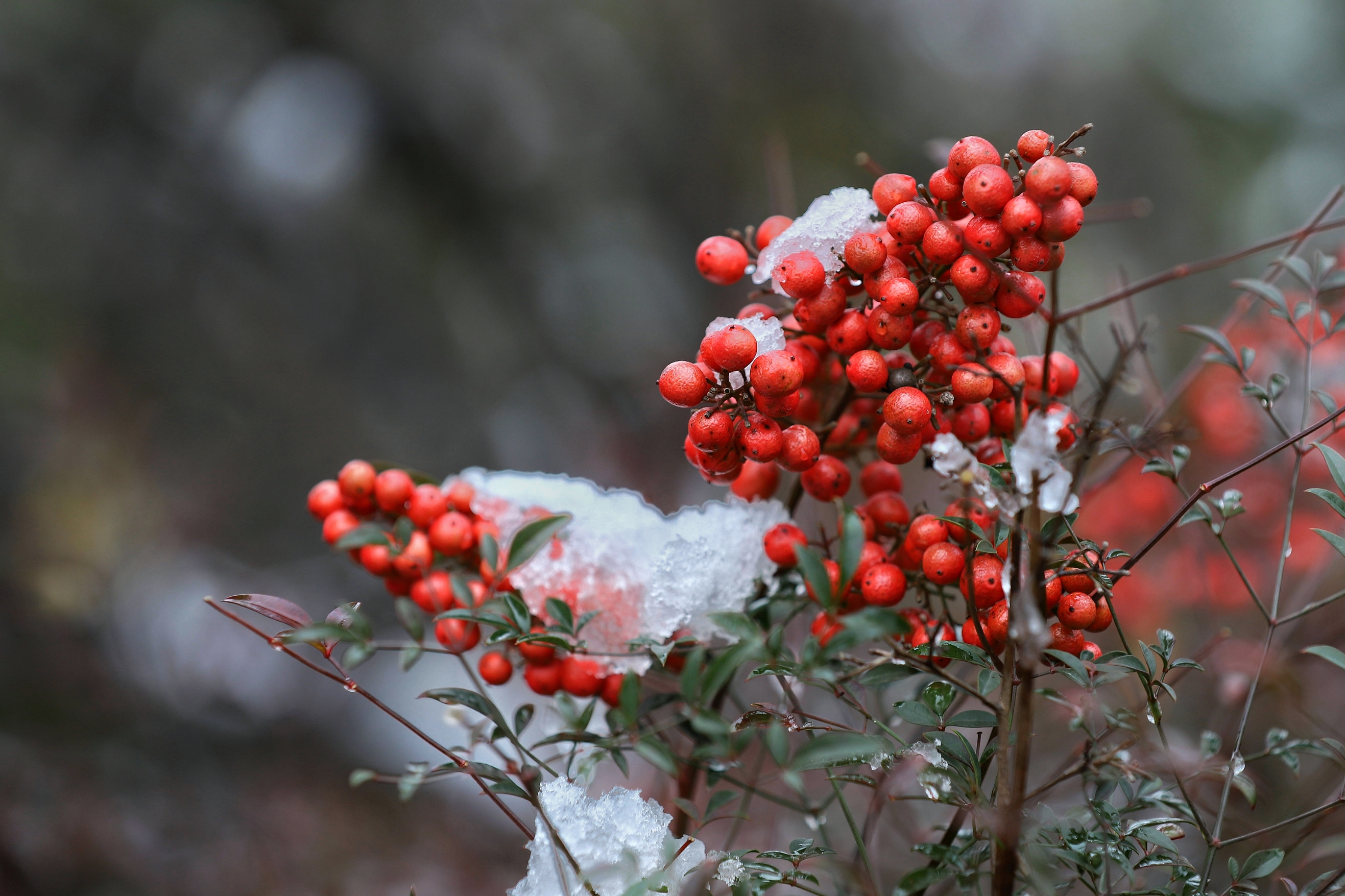 雪中红豆南天竹