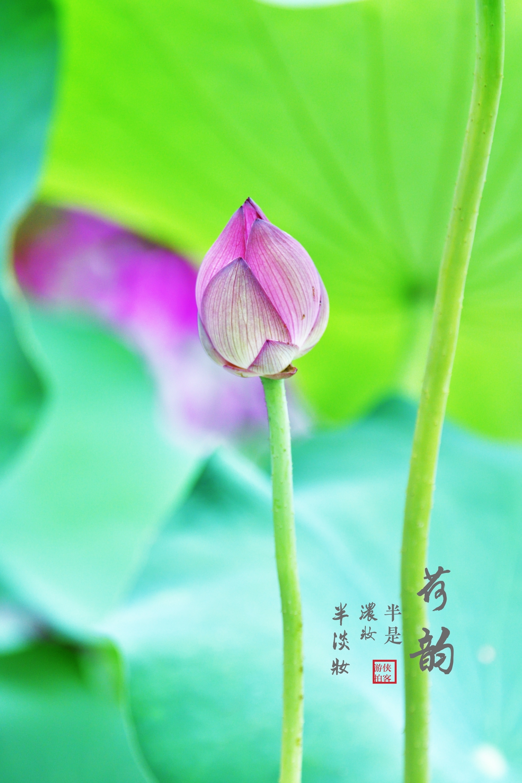 含苞待放的荷花②