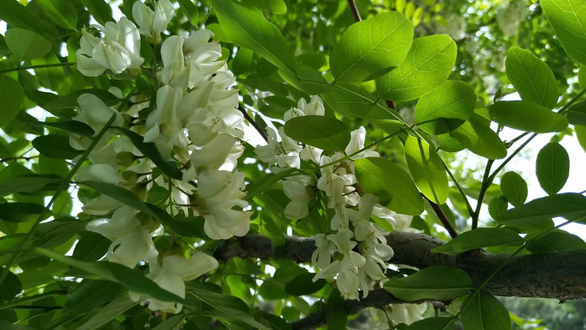 五月槐花香(首发)