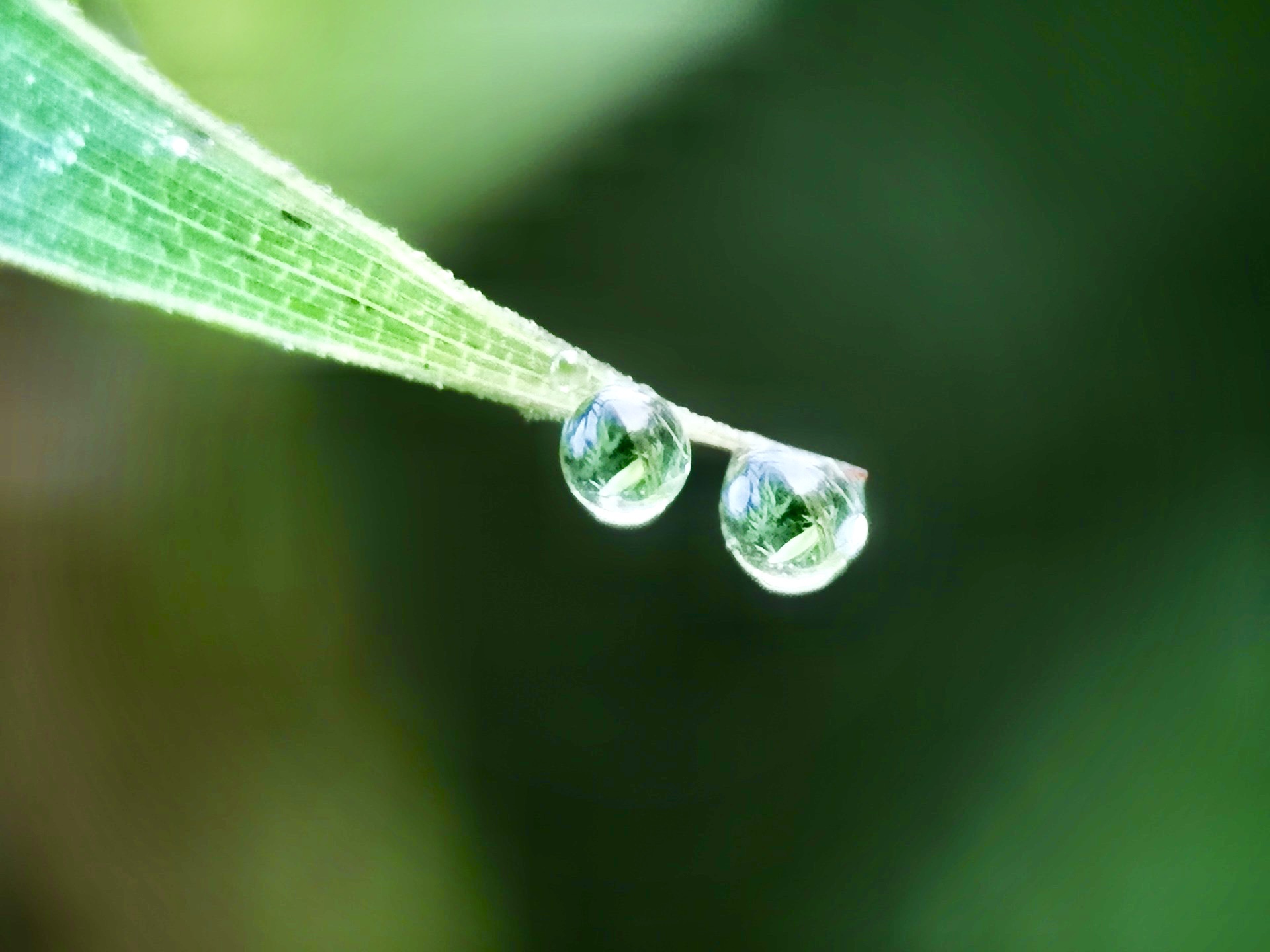 但在摄影者的世界中"一草一木皆风景,这看似"不起眼"的露珠,却是最