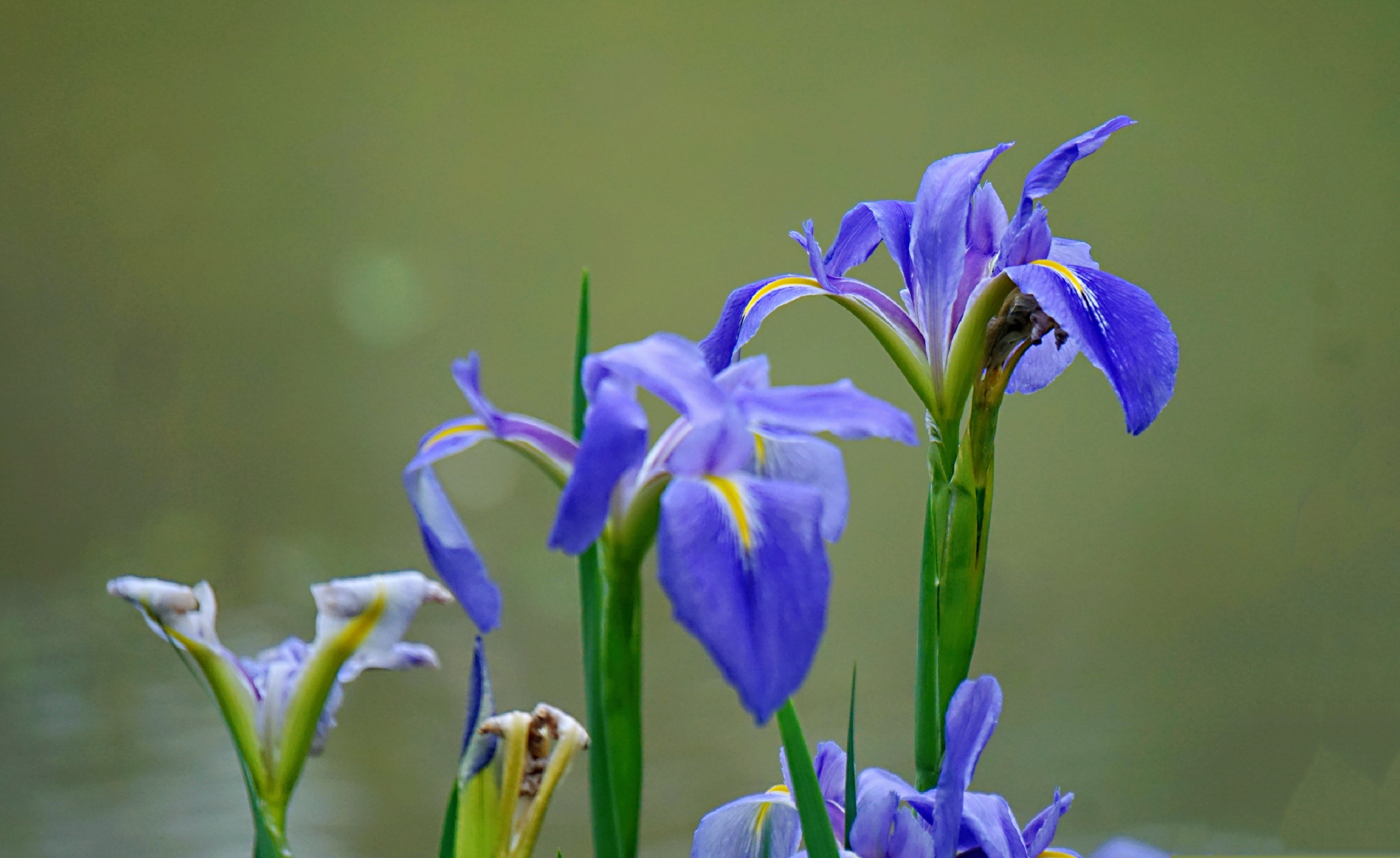 春日,漫步紫马岭公园荷花池边,一片蓝色的鸢尾花映入我的