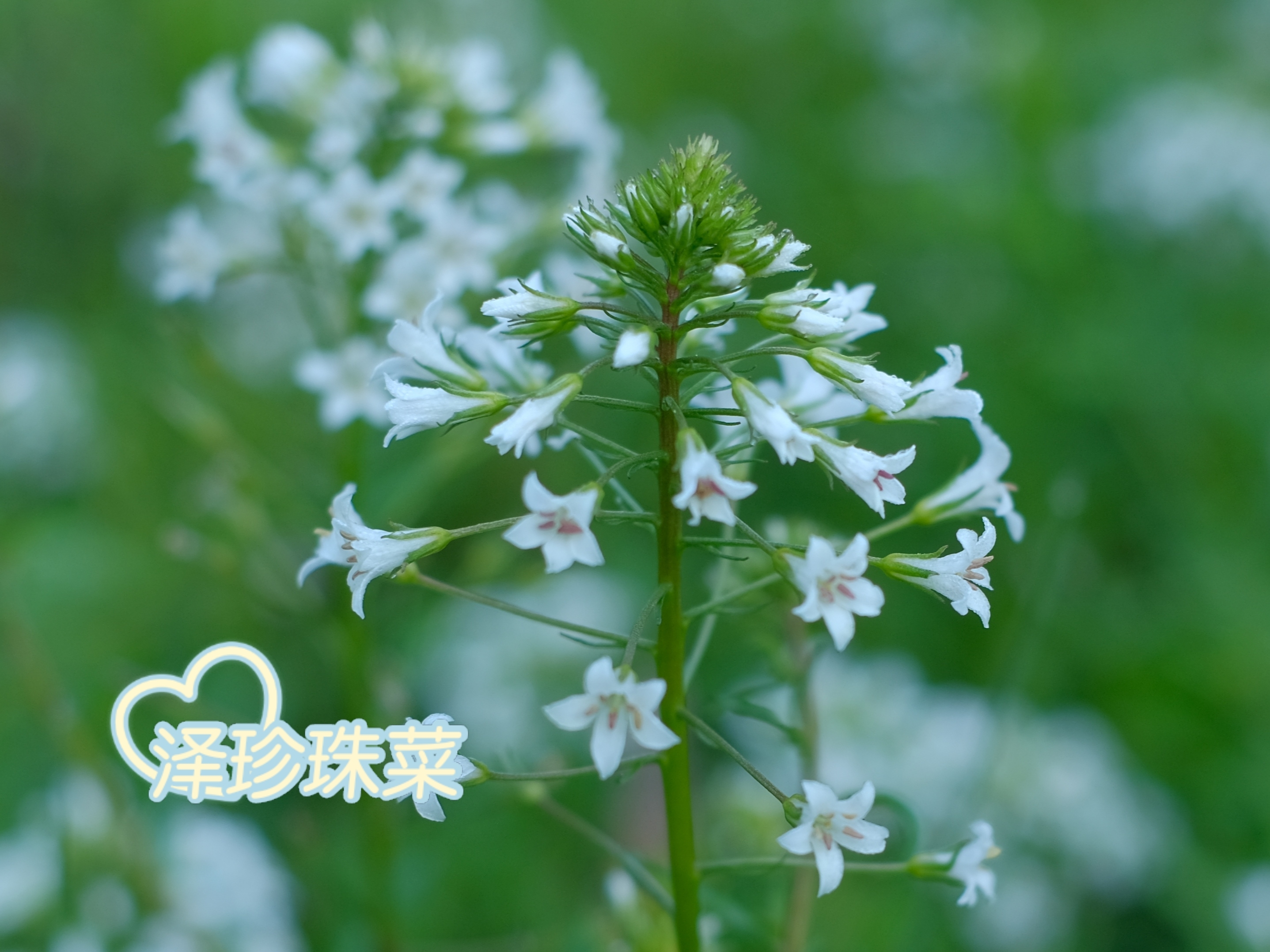 繁星点点*泽珍珠菜