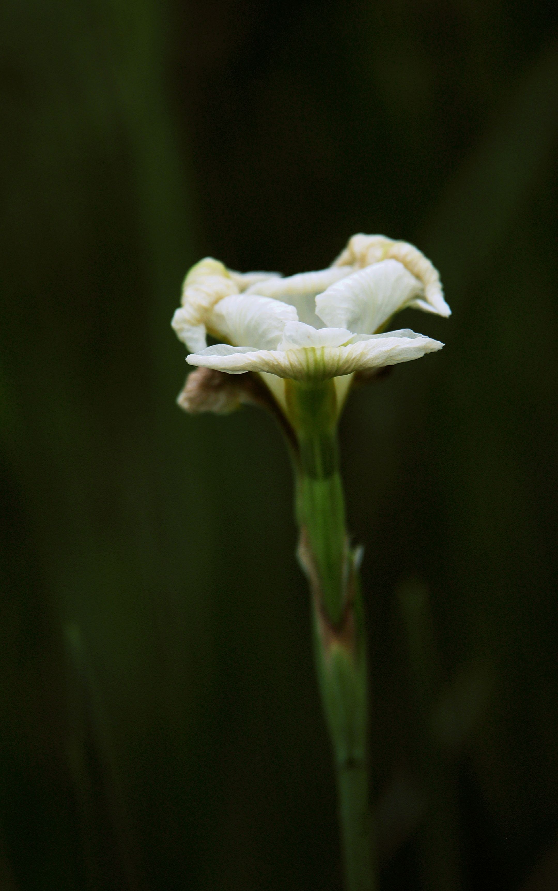 【首发】白色花菖蒲